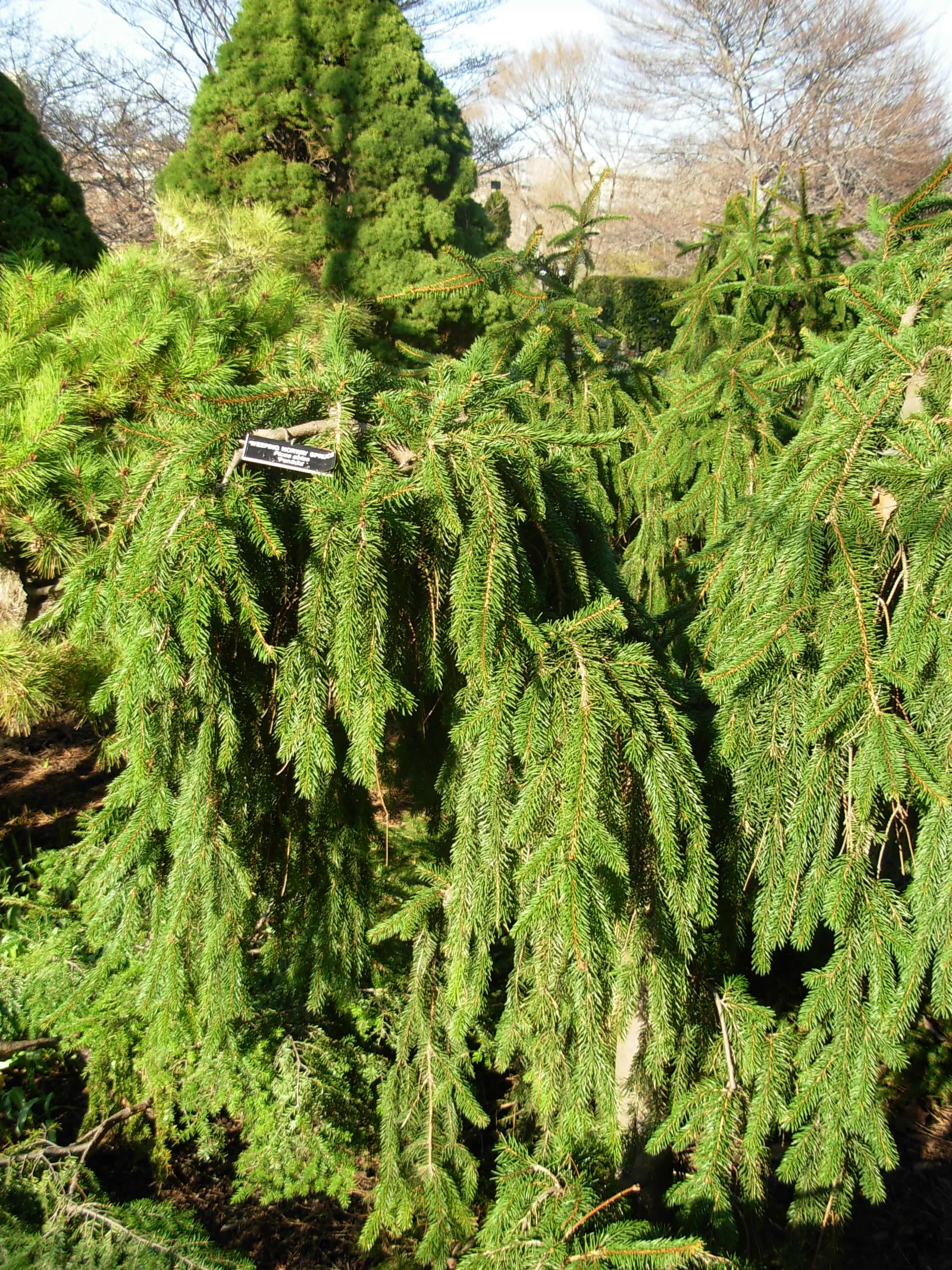 Weeping Norway Spruce (Picea Abies 'Pendula') — As a cultivar of the Norway Spruce