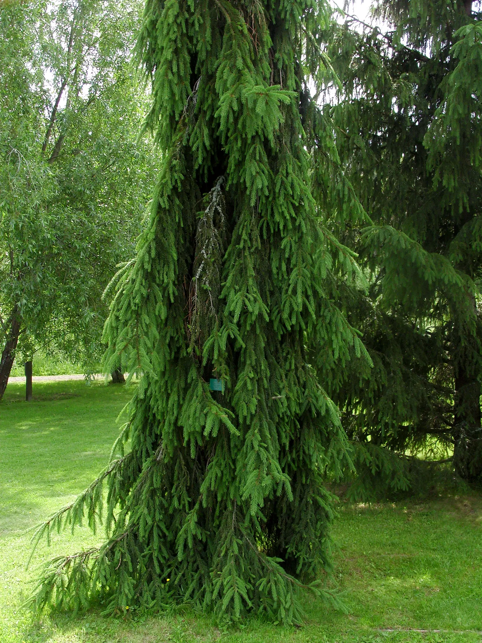 Weeping Norway Spruce (Picea Abies 'Pendula') — This ornamental conifer prefers a full sunlight exposure to partial shade and thrives best in well-drained