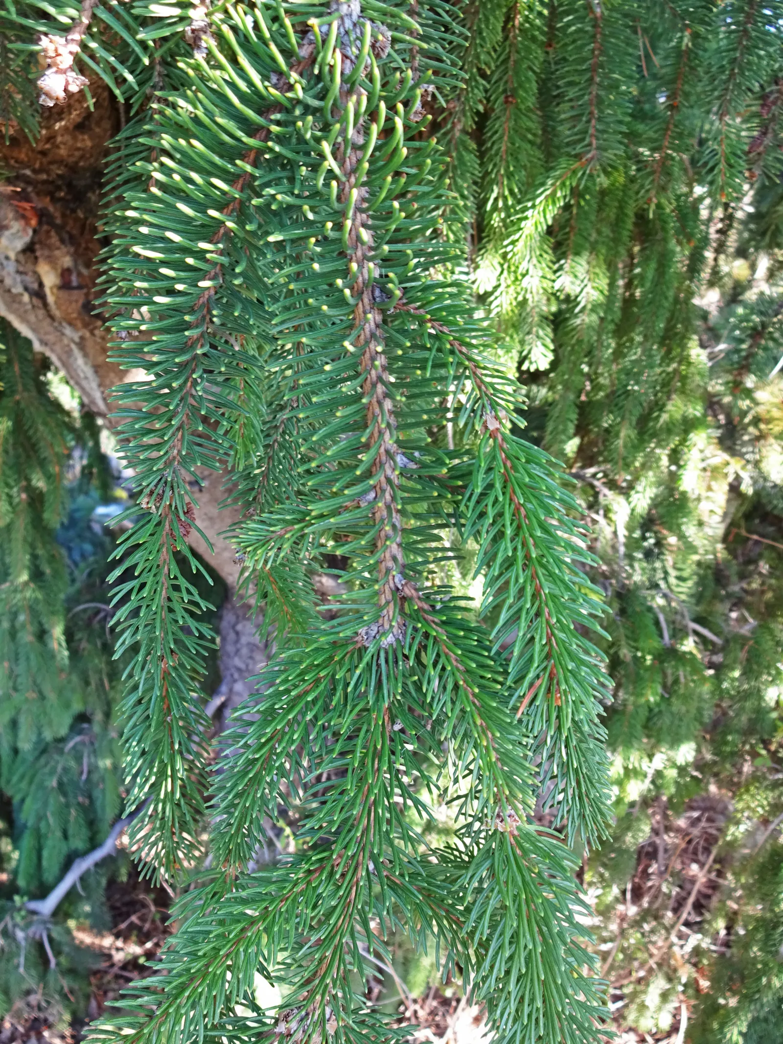 Weeping Norway Spruce (Picea Abies 'Pendula') — this evergreen offers a unique vertical accent with its pendulous