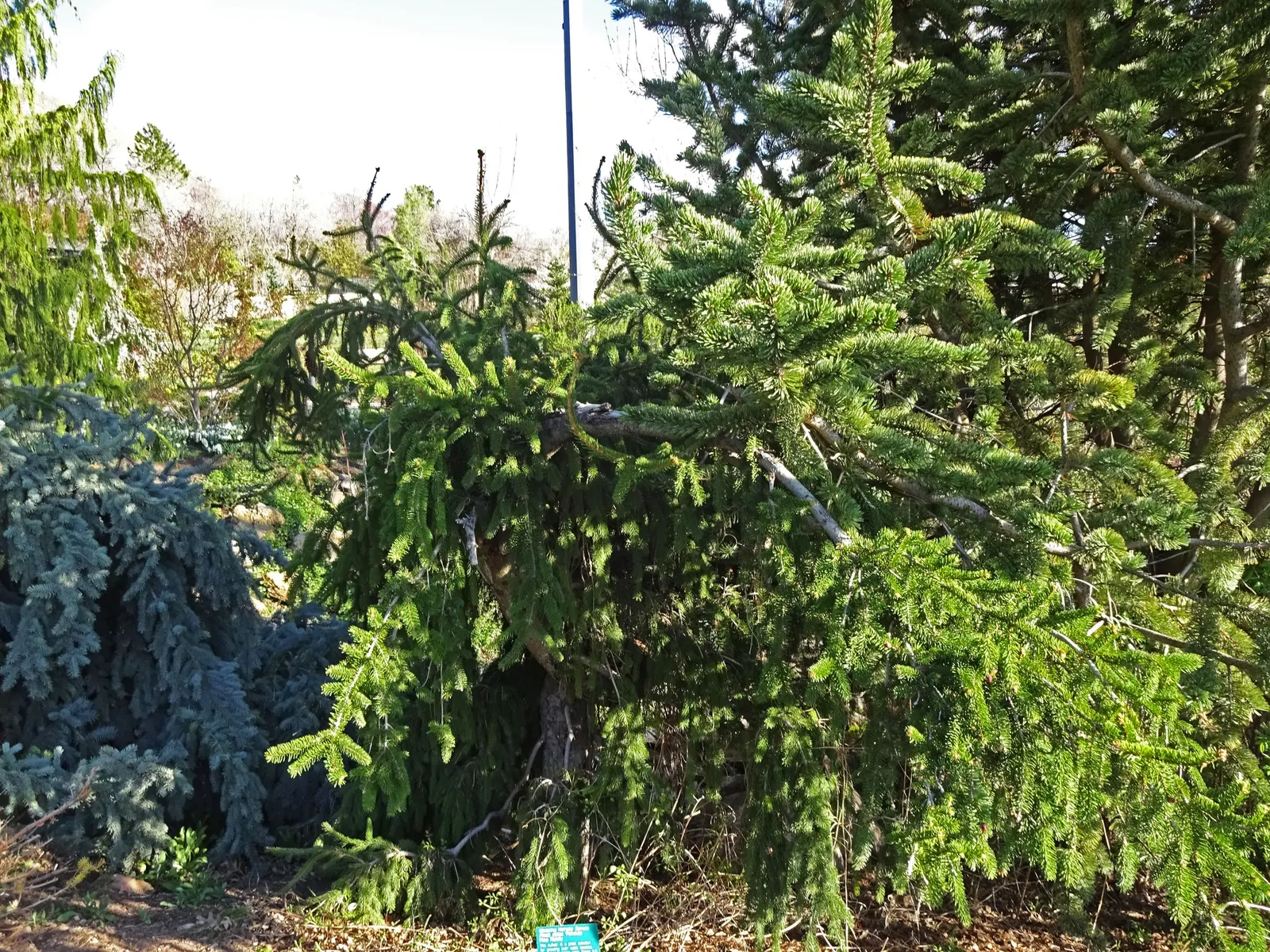 Weeping Norway Spruce (Picea Abies 'Pendula') — Ideal for focal points in landscapes, it requires minimal pruning to maintain its elegant silhouette