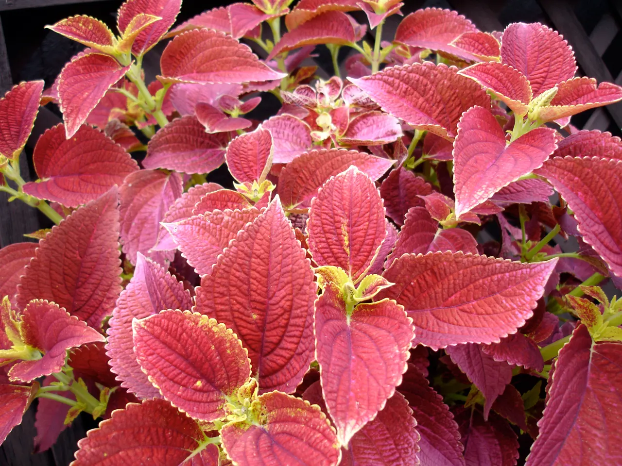 Coleus 'Alabama Sunset' (Solenostemon 'Alabama Sunset') — Coleus 'Alabama Sunset' boasts vibrant foliage with a dynamic blend of red and gold hues