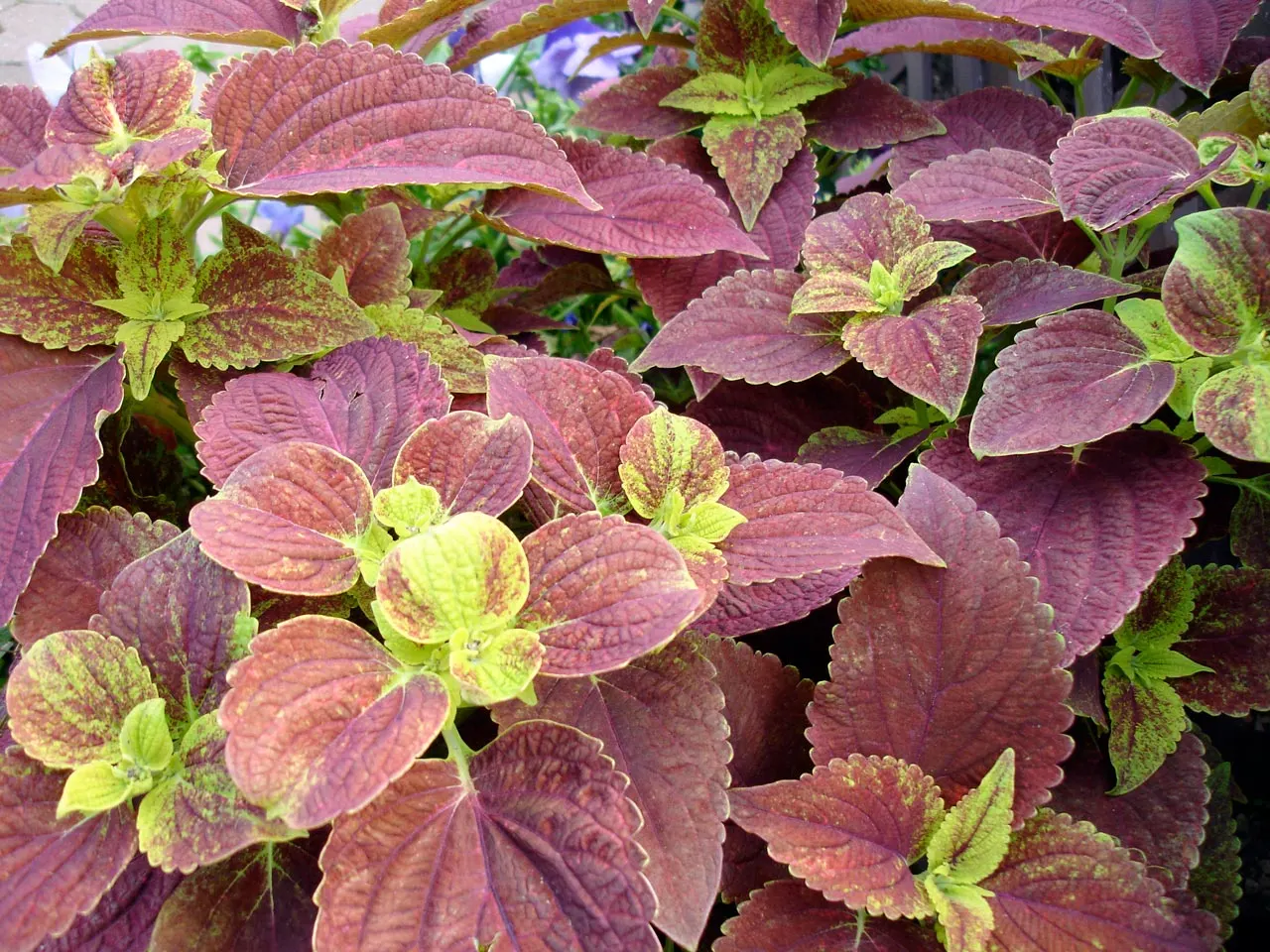 Coleus 'Alabama Sunset' (Solenostemon 'Alabama Sunset') — providing a warm palette to any garden