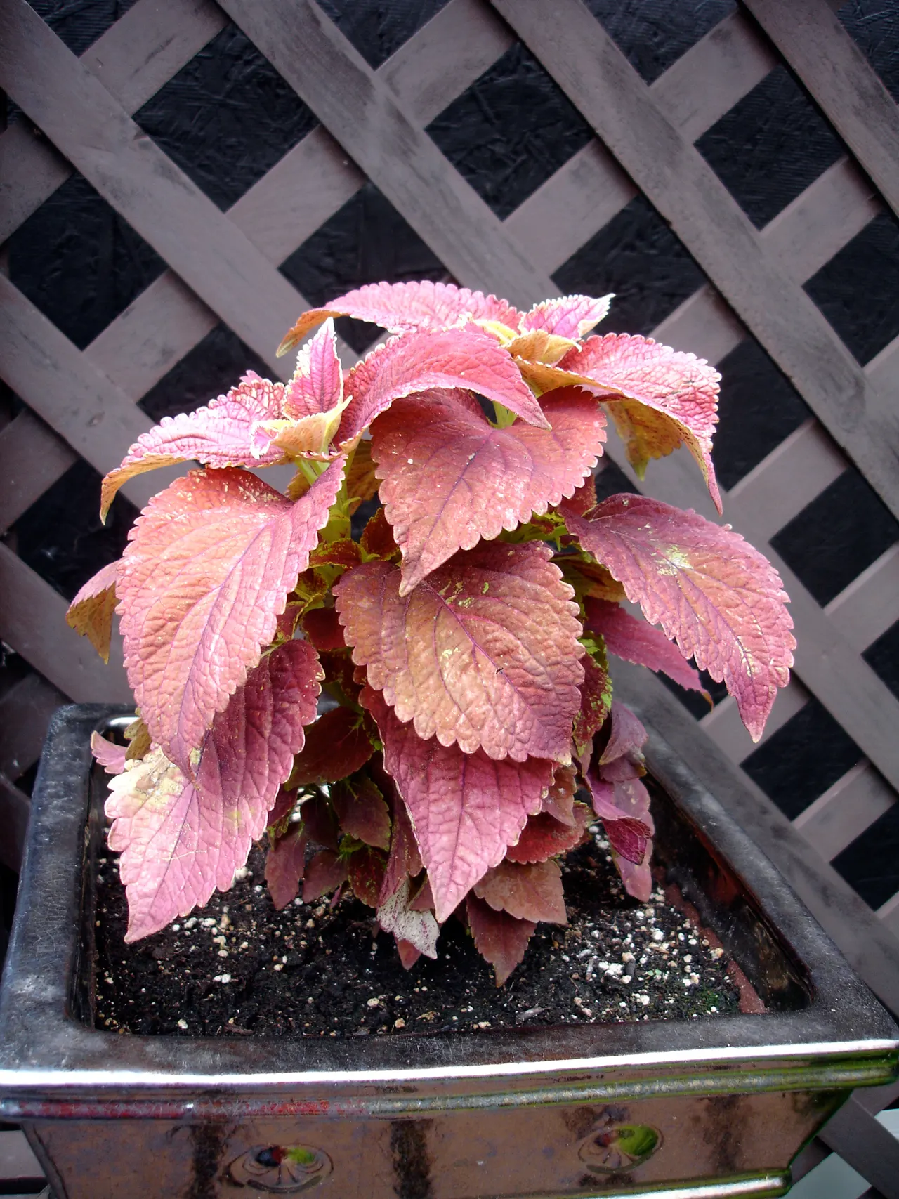 Coleus 'Alabama Sunset' (Solenostemon 'Alabama Sunset') — it reaches up to 24 inches tall and spreads up to 14 inches