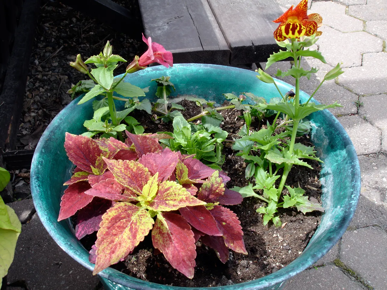 Coleus 'Alabama Sunset' (Solenostemon 'Alabama Sunset') — For best results, plant in well-draining soil and keep consistently moist