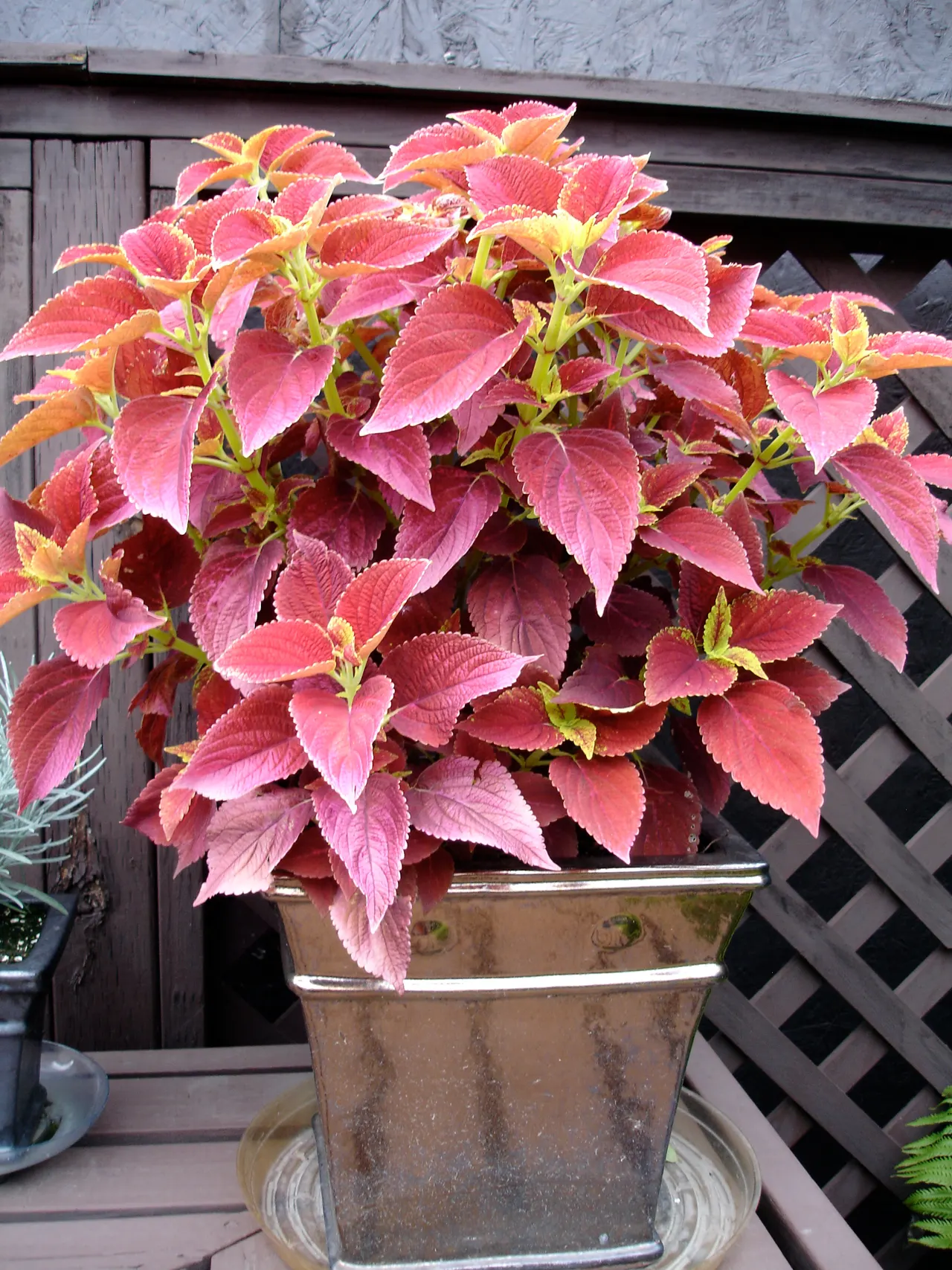 Coleus 'Alabama Sunset' (Solenostemon 'Alabama Sunset') — Thriving in partial to full shade