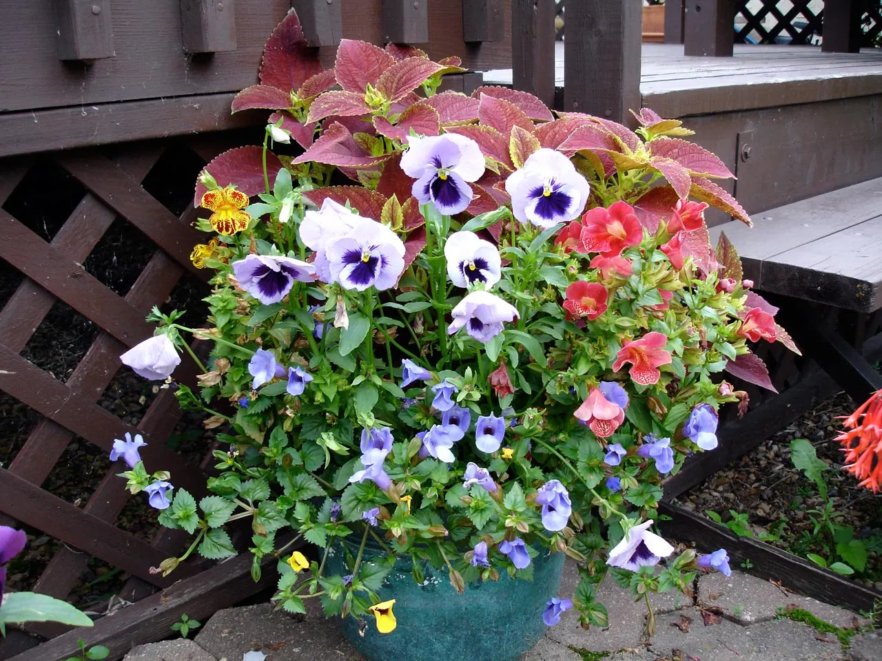 Coleus 'Alabama Sunset' (Solenostemon 'Alabama Sunset') — This tender perennial is typically grown as an annual in temperate zones