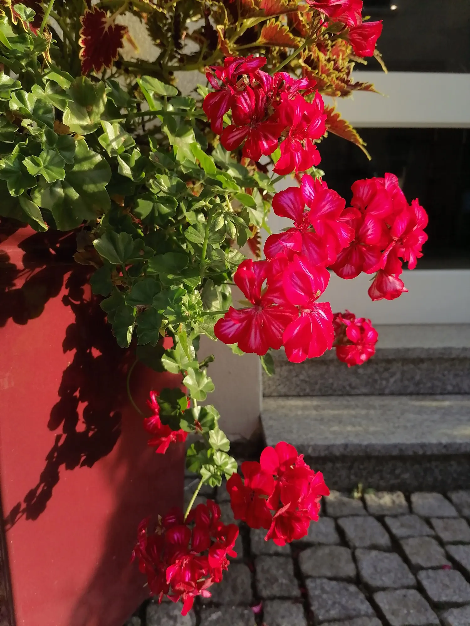 Coleus 'Alabama Sunset' (Solenostemon 'Alabama Sunset') — or as an accent in container plantings