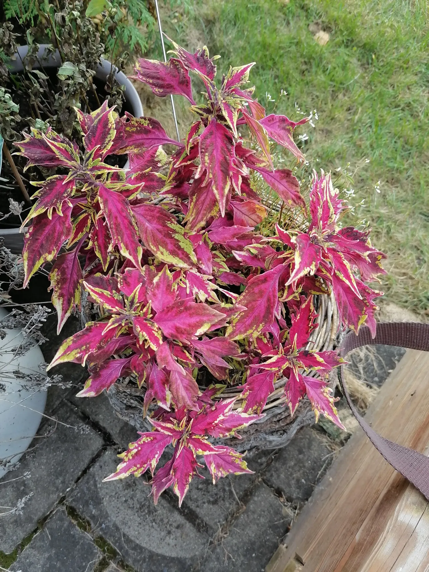 Coleus 'Alabama Sunset' (Solenostemon 'Alabama Sunset') — it can be incorporated easily without overwhelming a space.<br><br>For optimal growth
