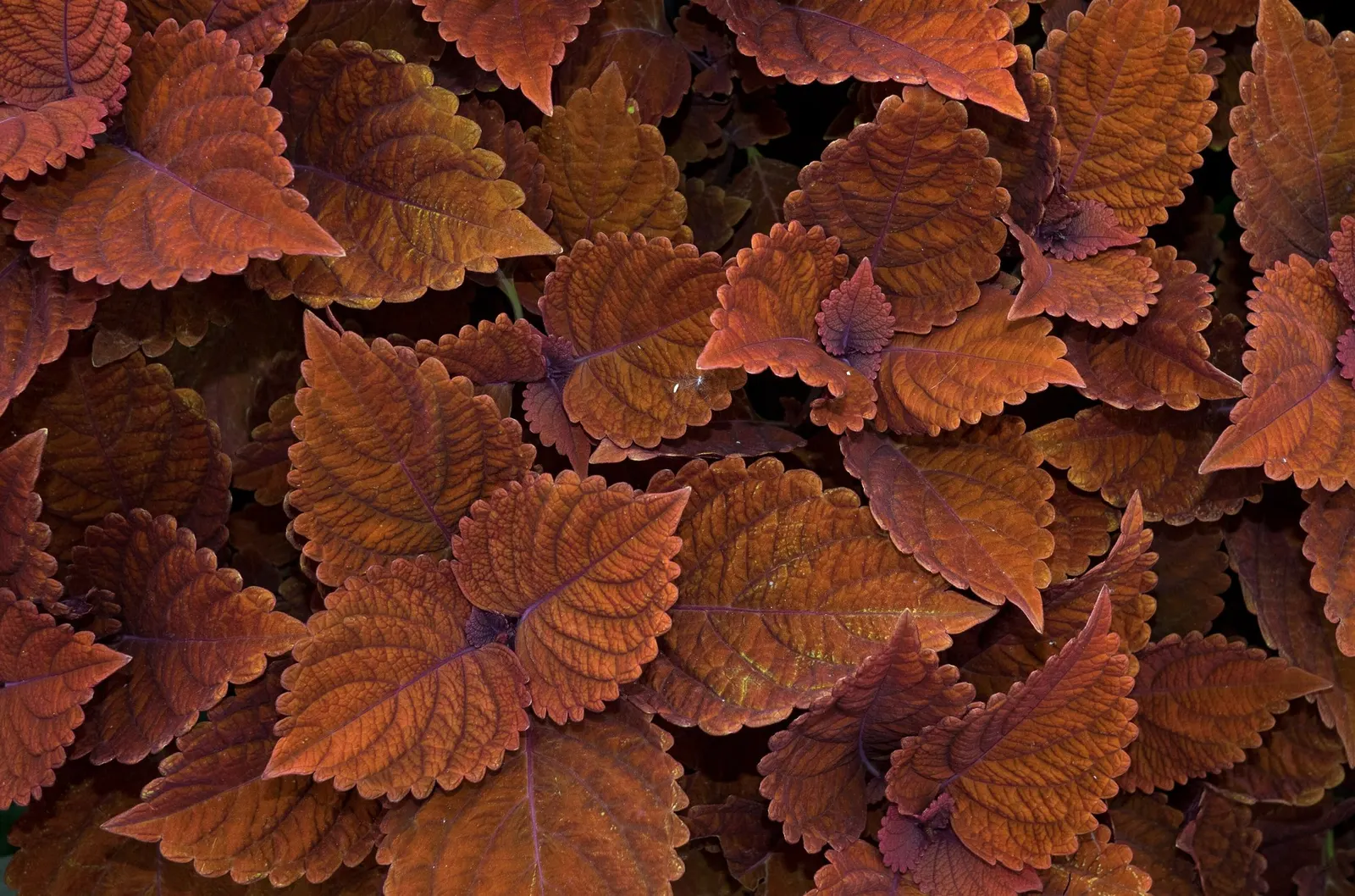 Coleus 'Alabama Sunset' (Solenostemon 'Alabama Sunset') — An occasional feed with a balanced