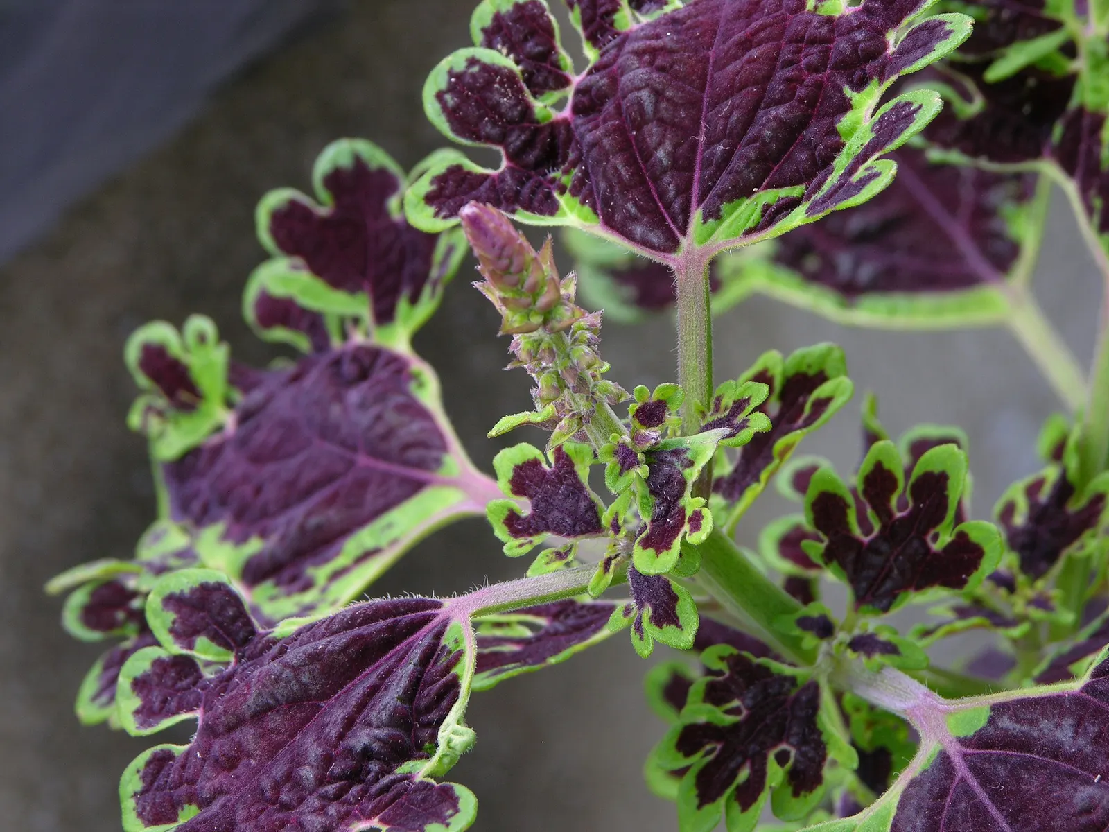 Coleus 'Alabama Sunset' (Solenostemon 'Alabama Sunset') — Coleus 'Alabama Sunset' boasts vibrant foliage with a dynamic blend of red and gold hues; it reaches
