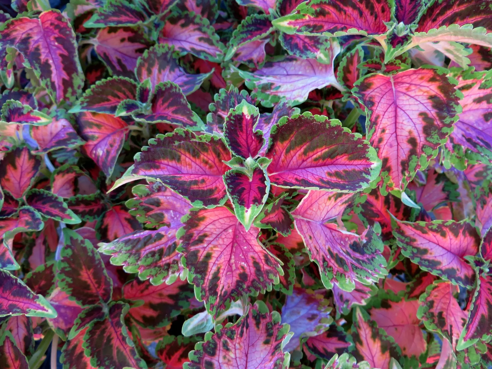 Coleus 'Alabama Sunset' (Solenostemon 'Alabama Sunset') — In regions with intense midday sun