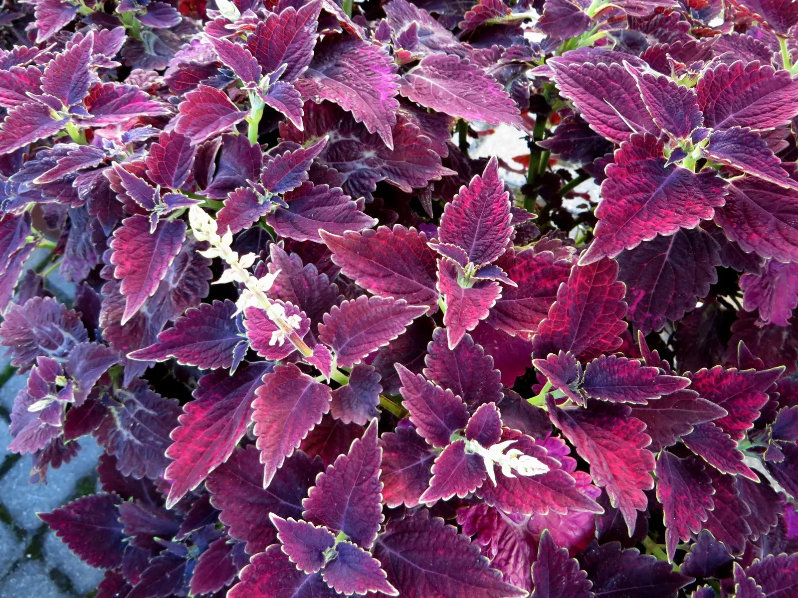 Coleus 'Alabama Sunset' (Solenostemon 'Alabama Sunset') — keeping the focus on the foliage