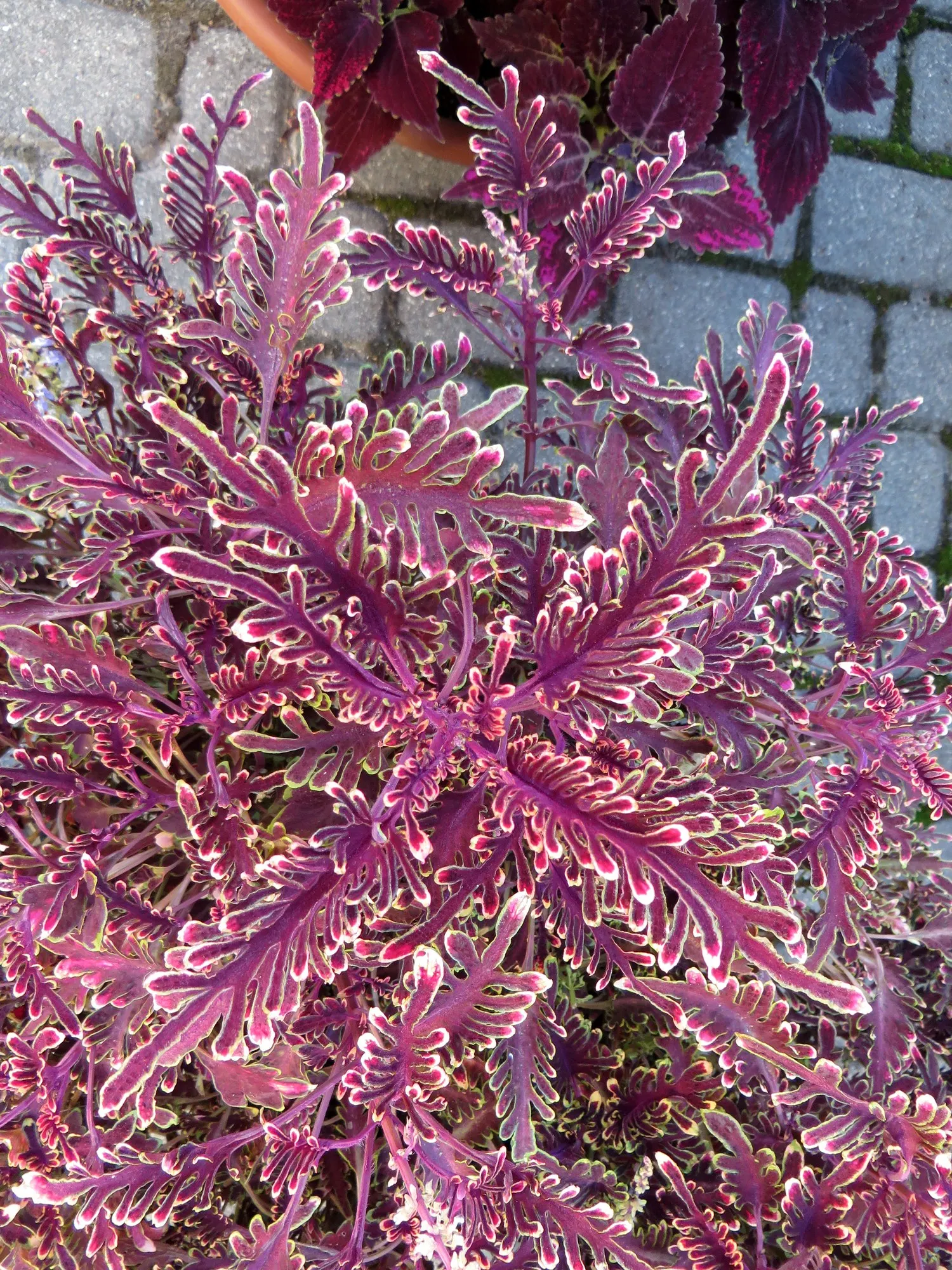 Coleus 'Alabama Sunset' (Solenostemon 'Alabama Sunset') — Coleus 'Alabama Sunset' prefers well-draining soil and to thrive