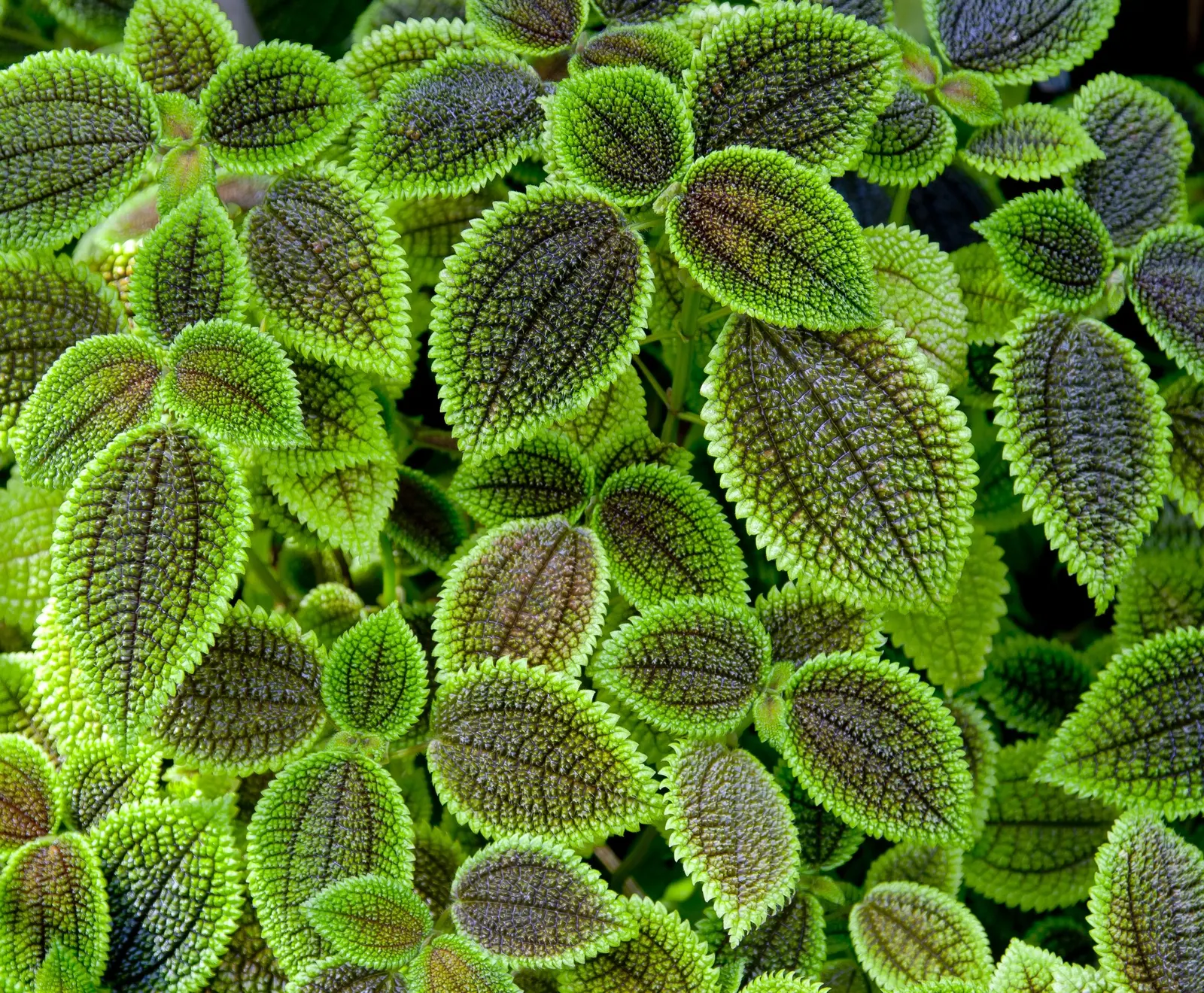 Coleus 'Alabama Sunset' (Solenostemon 'Alabama Sunset') — annual for half or shade