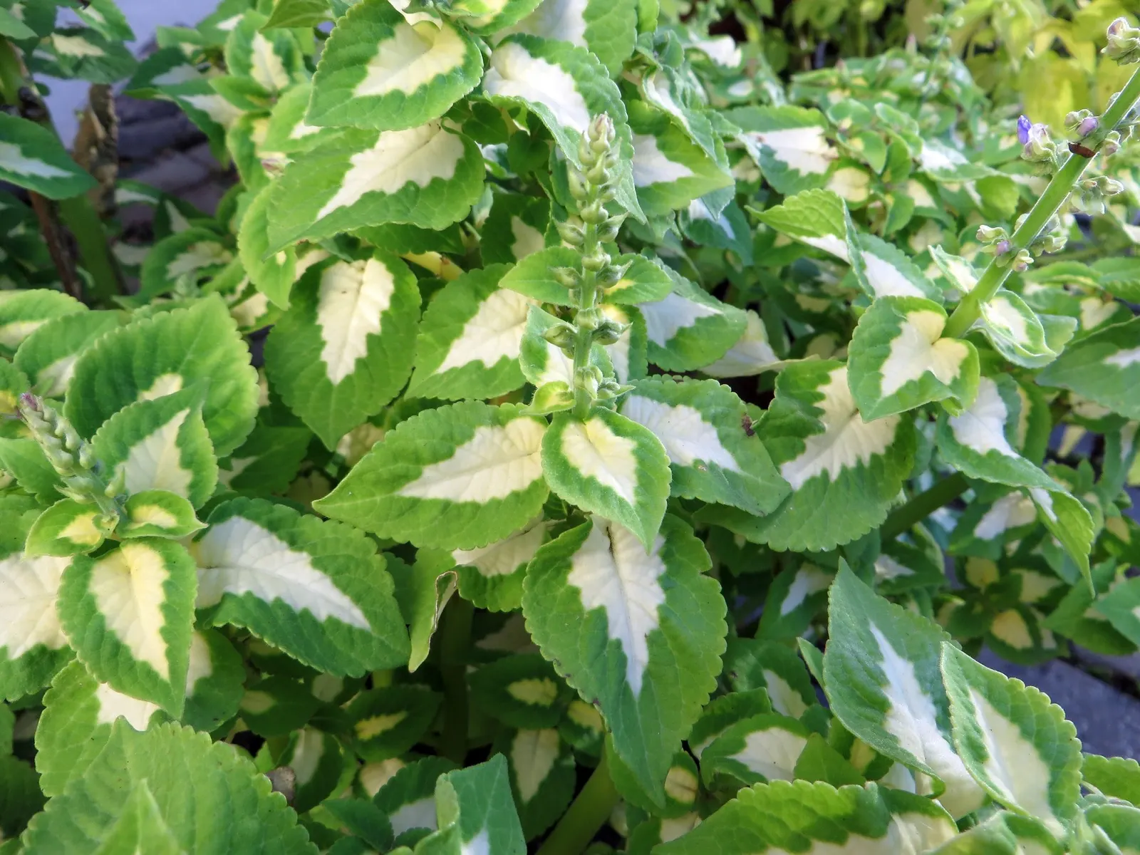 Coleus 'Alabama Sunset' (Solenostemon 'Alabama Sunset') — Coleus 'Alabama Sunset' is a low-maintenance option
