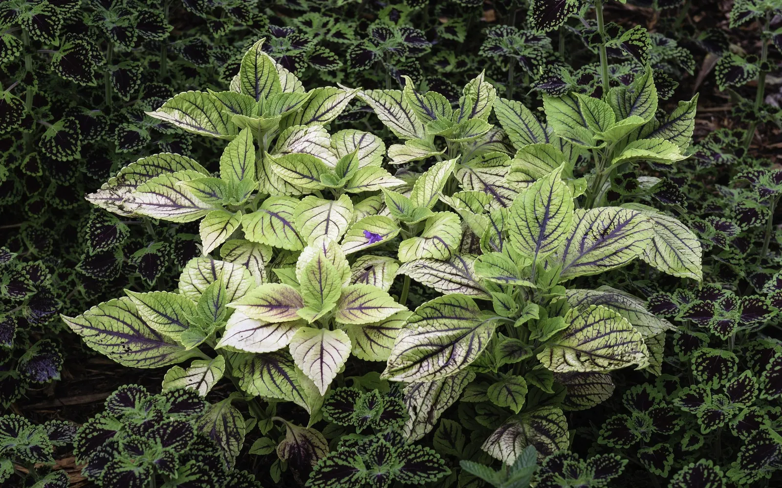 Coleus 'Alabama Sunset' (Solenostemon 'Alabama Sunset') — is a stunningly vibrant foliage plant that brings a kaleidoscope of color to any landscape design