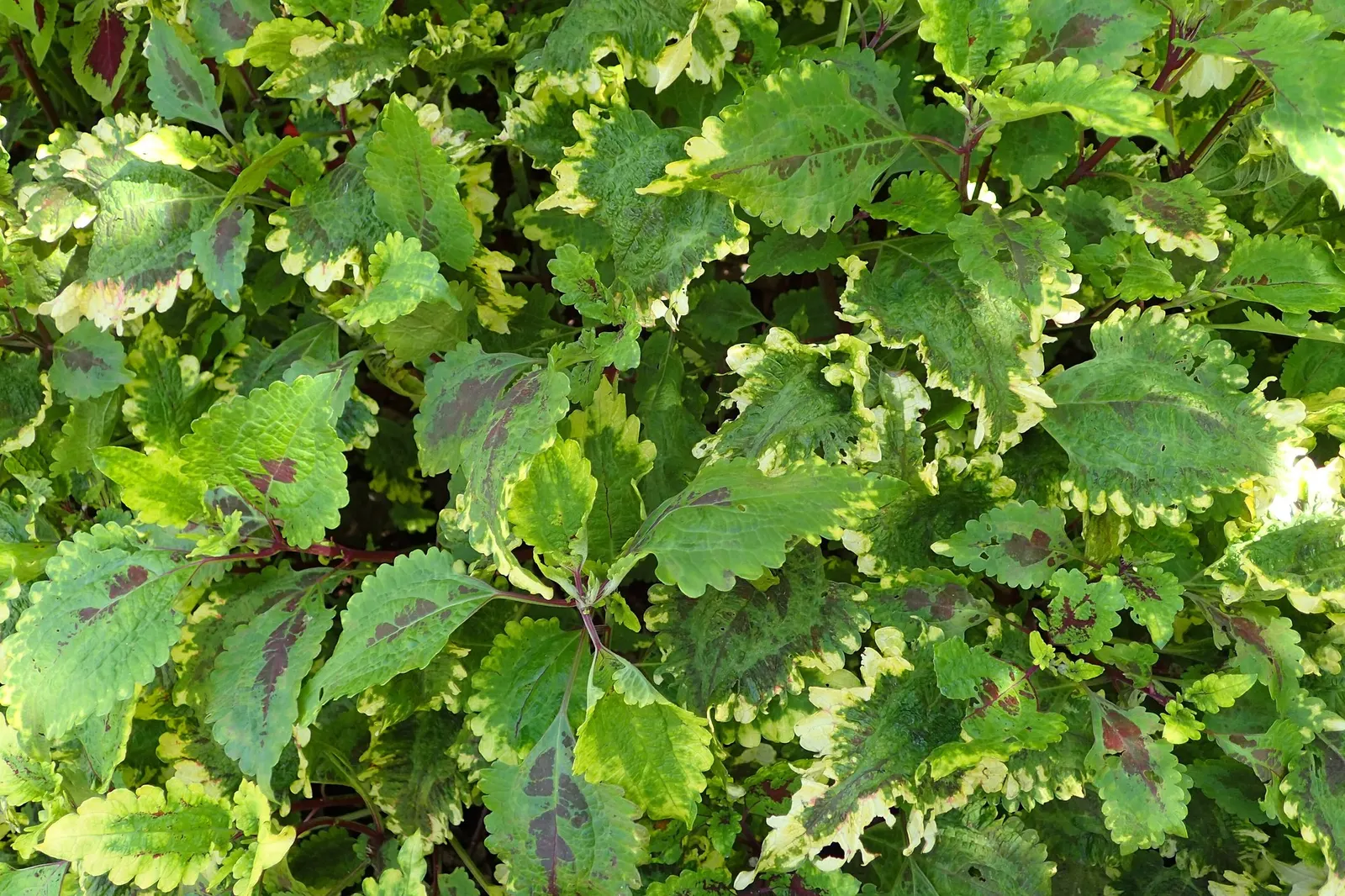 Coleus 'Alabama Sunset' (Solenostemon 'Alabama Sunset') — especially when exposed to ample sunlight.<br><br>As a tender perennial often treated as an annual