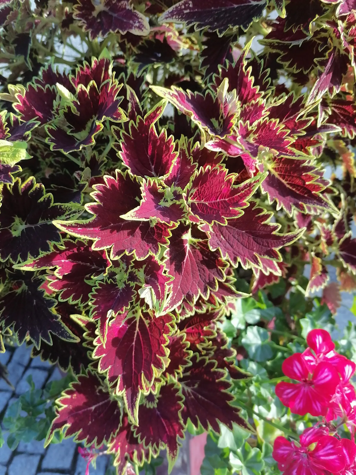 Coleus 'Alabama Sunset' (Solenostemon 'Alabama Sunset') — making it an ideal choice for adding depth and dimension to garden beds