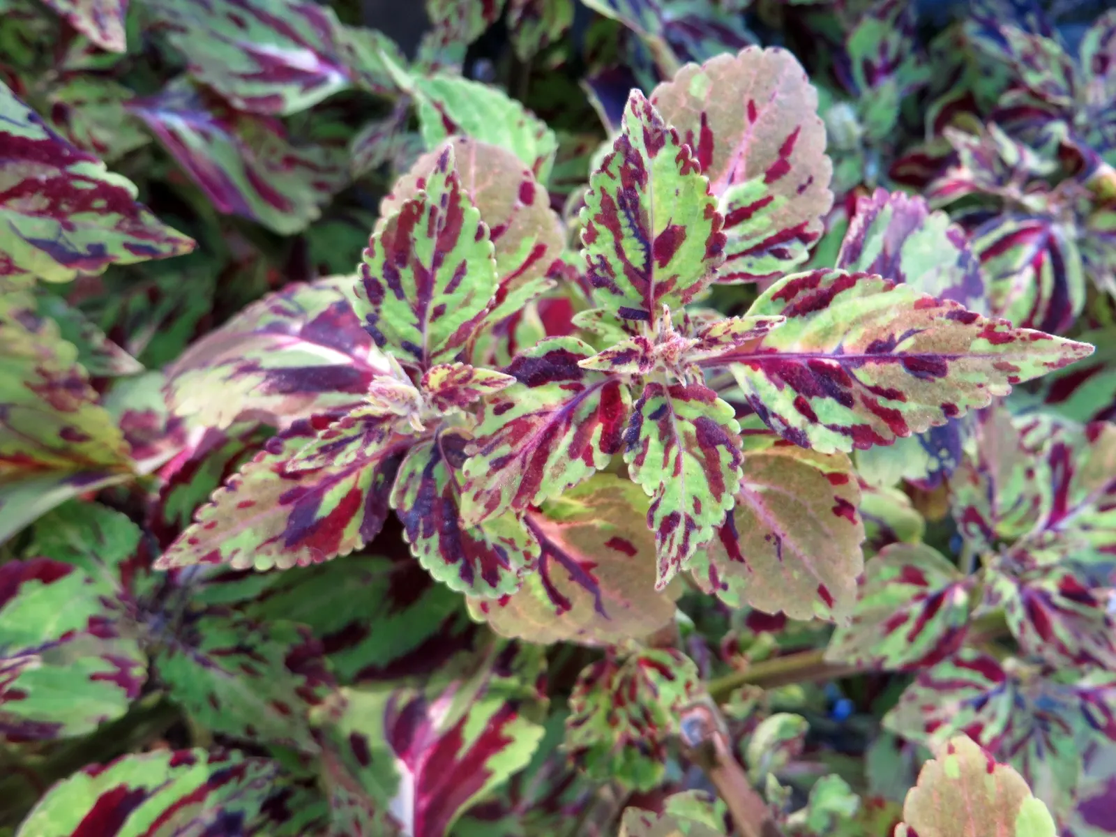 Coleus 'Alabama Sunset' (Solenostemon 'Alabama Sunset') — although pinching back the tips can encourage a bushier growth habit and dissuade flowering