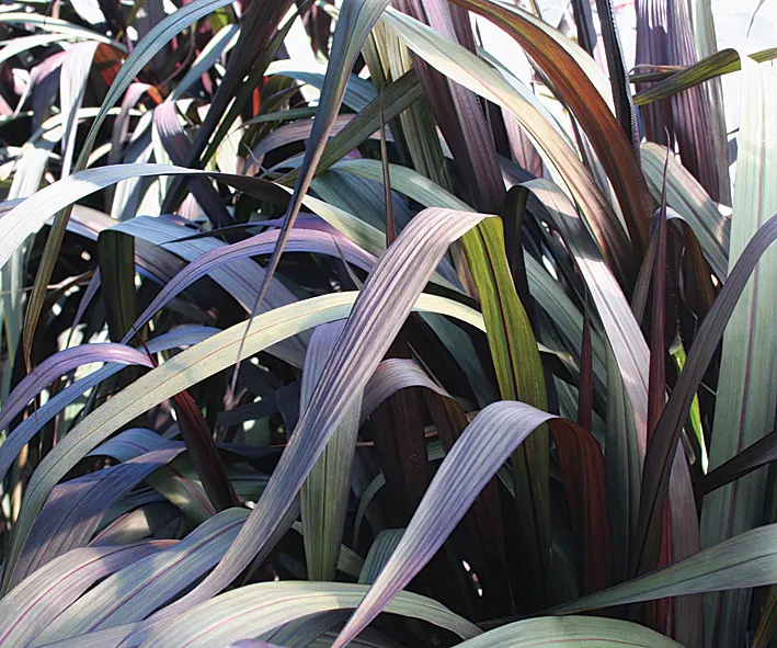 Vertigo® Purple Fountain Grass (Pennisetum purpureum) — In areas where winter temperatures remain above 15 degrees; trim warm season grasses so, image 200