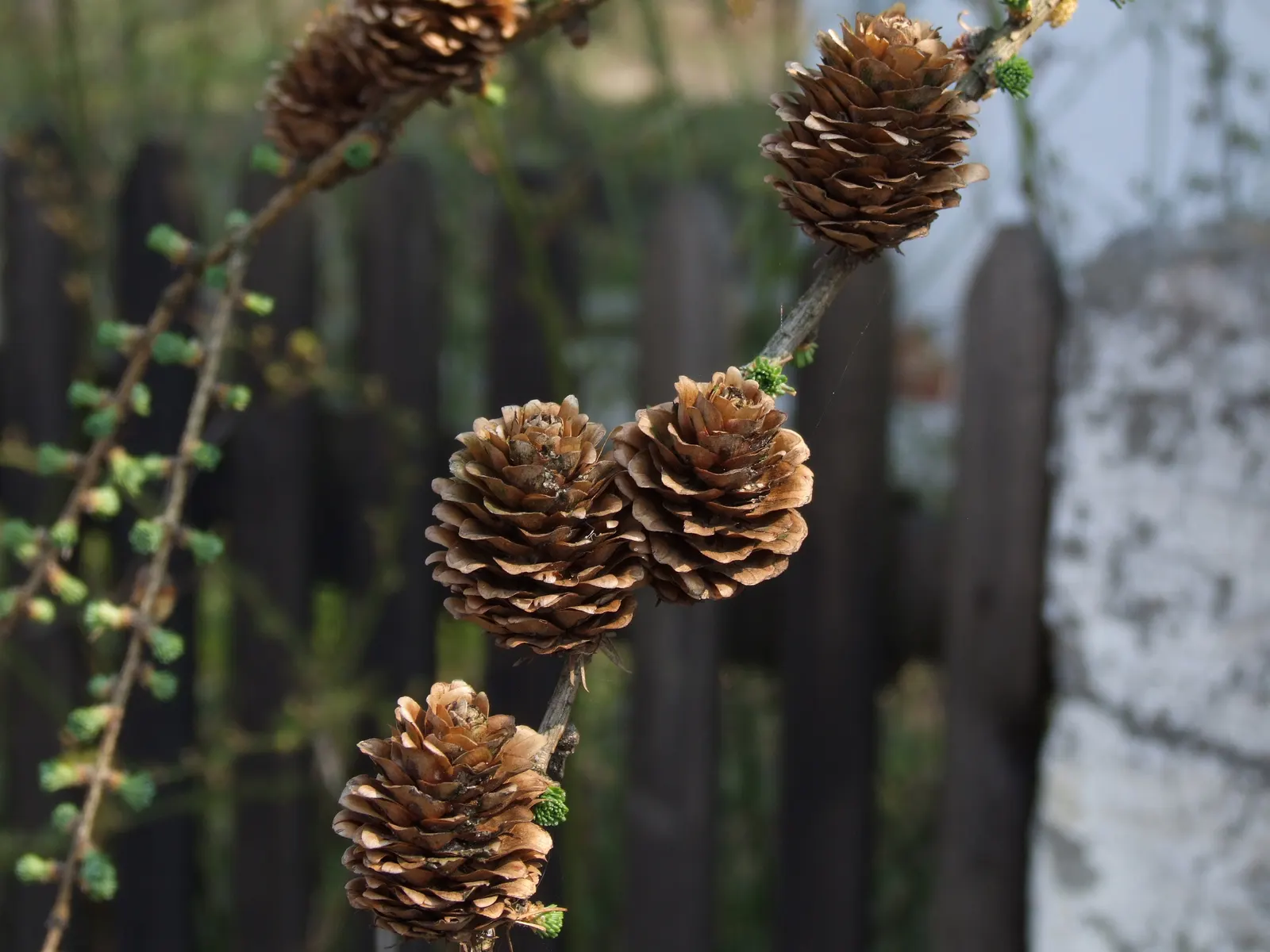 Japanese Larch (Larix Kaempferi) — Typically reaching heights of 70 to 90 feet with a spread of about 20 to 35 feet at maturity; scientifically called Larix