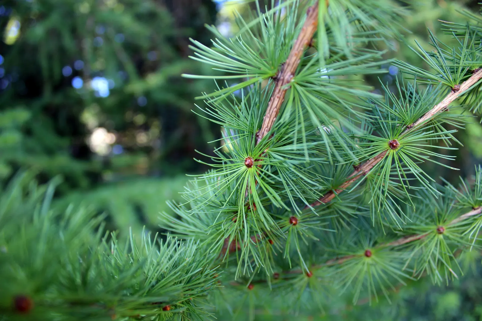 Japanese Larch (Larix Kaempferi) — It is also essential to consider its sun exposure and soil requirements for optimal health and growth; architectural shape