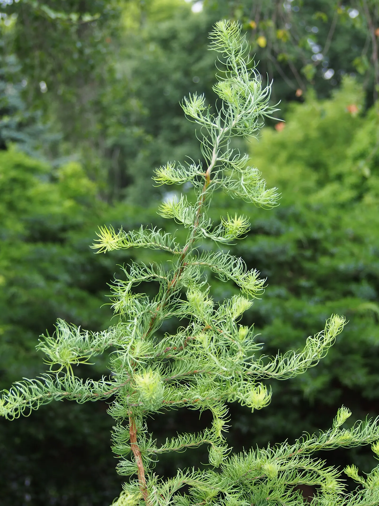 Japanese Larch (Larix Kaempferi) — Japanese Larch (Larix kaempferi); its blue-green needles turn vibrant gold before shedding in fall