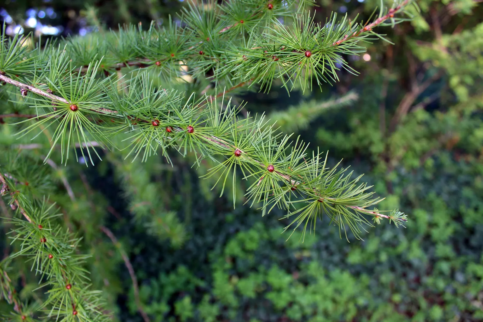 Japanese Larch (Larix Kaempferi) — Japanese Larch (Larix kaempferi); its blue-green needles turn vibrant gold before shedding in fall, image 47