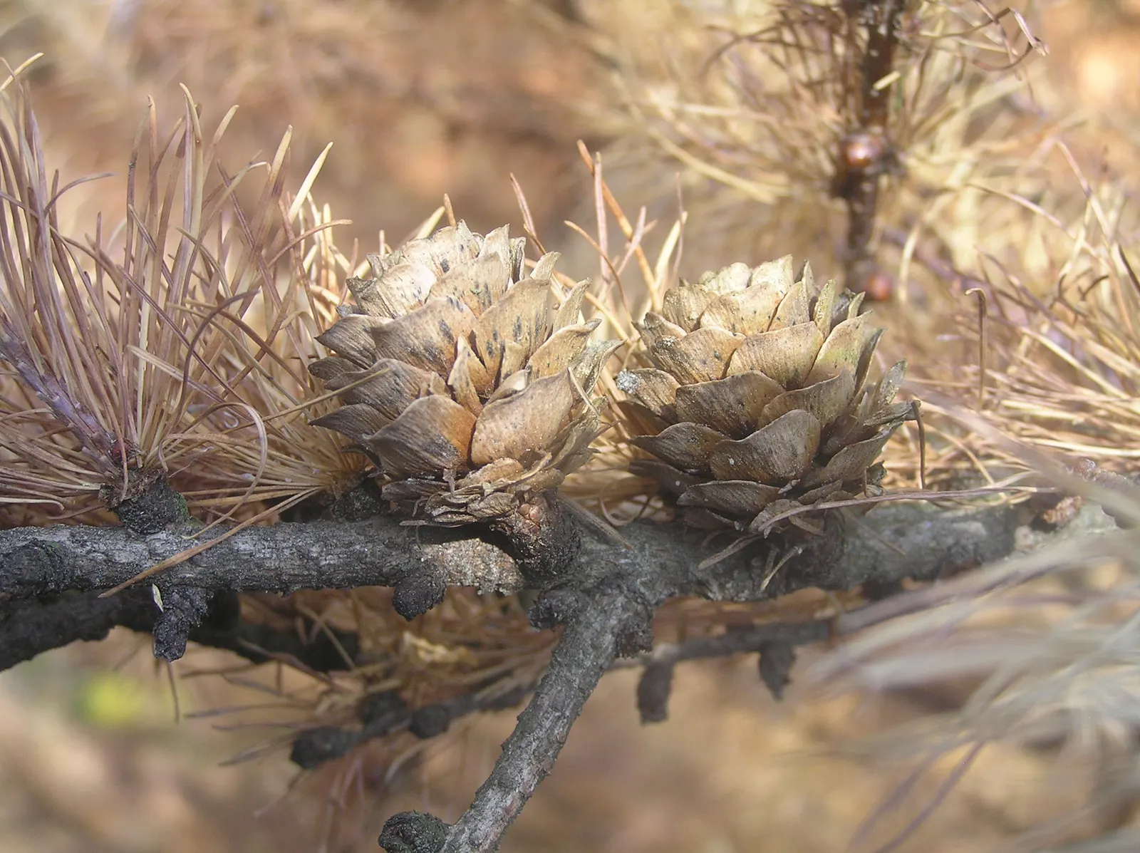 Japanese Larch (Larix Kaempferi) — the Japanese Larch thrives in full sun and prefers well-drained; adaptable and cold-hardy, it requires full sun and