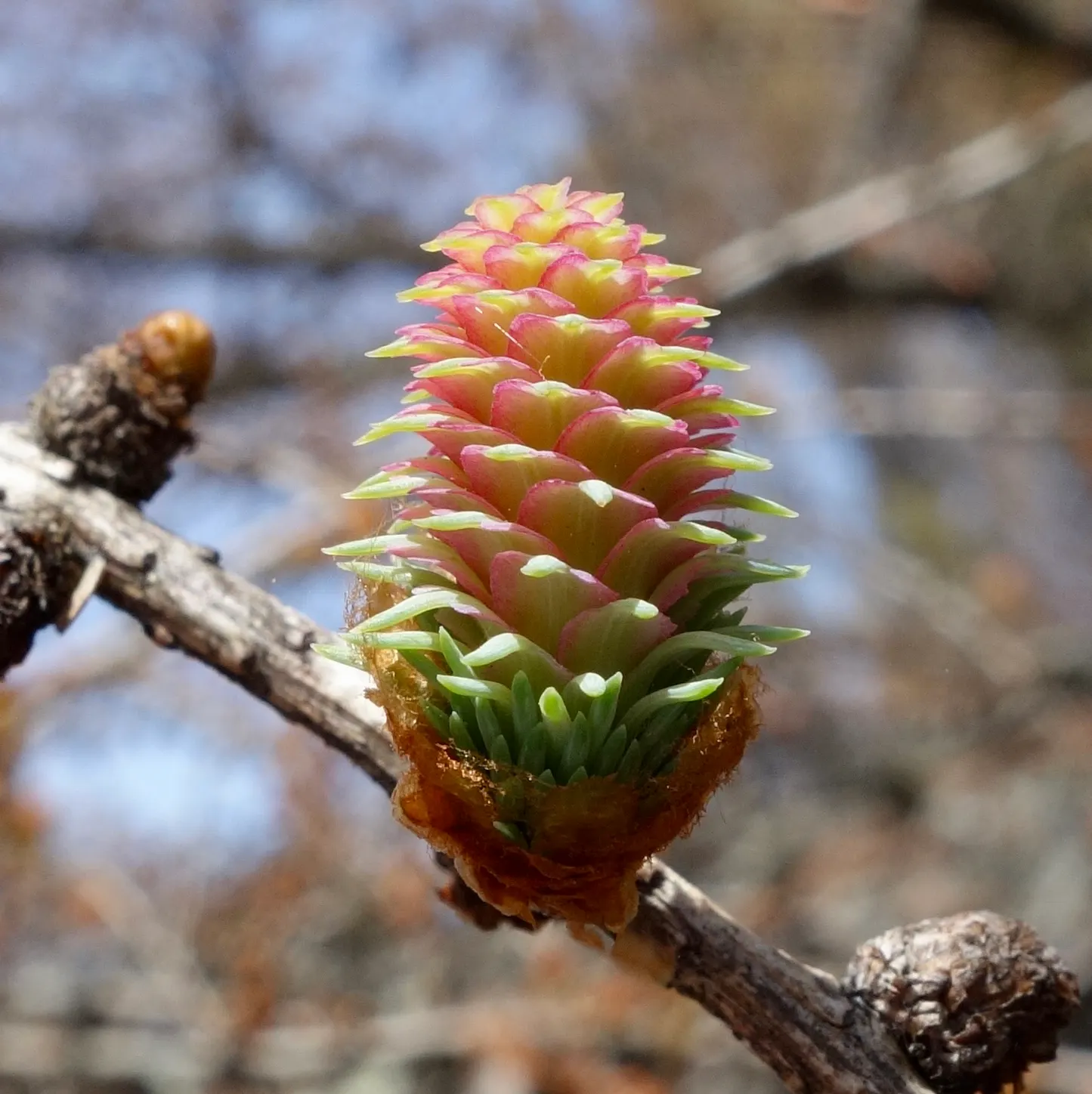 Japanese Larch (Larix Kaempferi) — Best utilized as a focal point; the larch's foliage transforms into a vibrant golden yellow, image 52