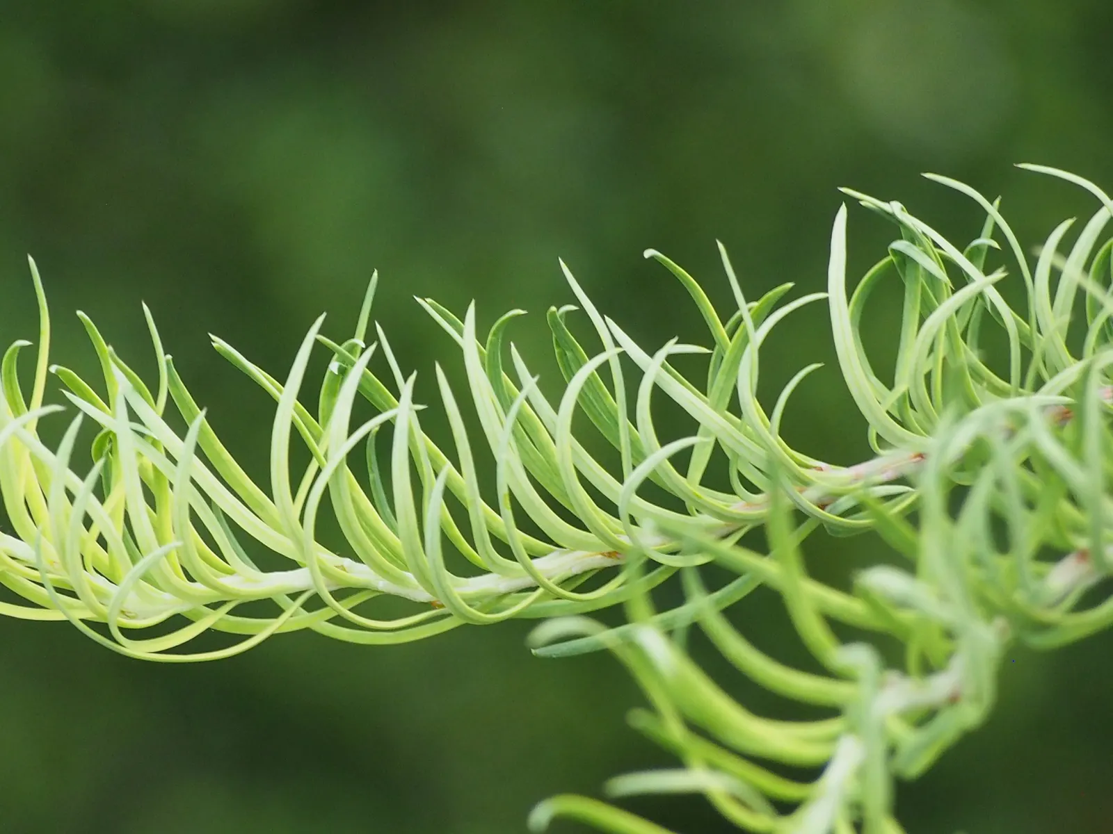 Japanese Larch (Larix Kaempferi) — Best utilized as a focal point; the larch's foliage transforms into a vibrant golden yellow
