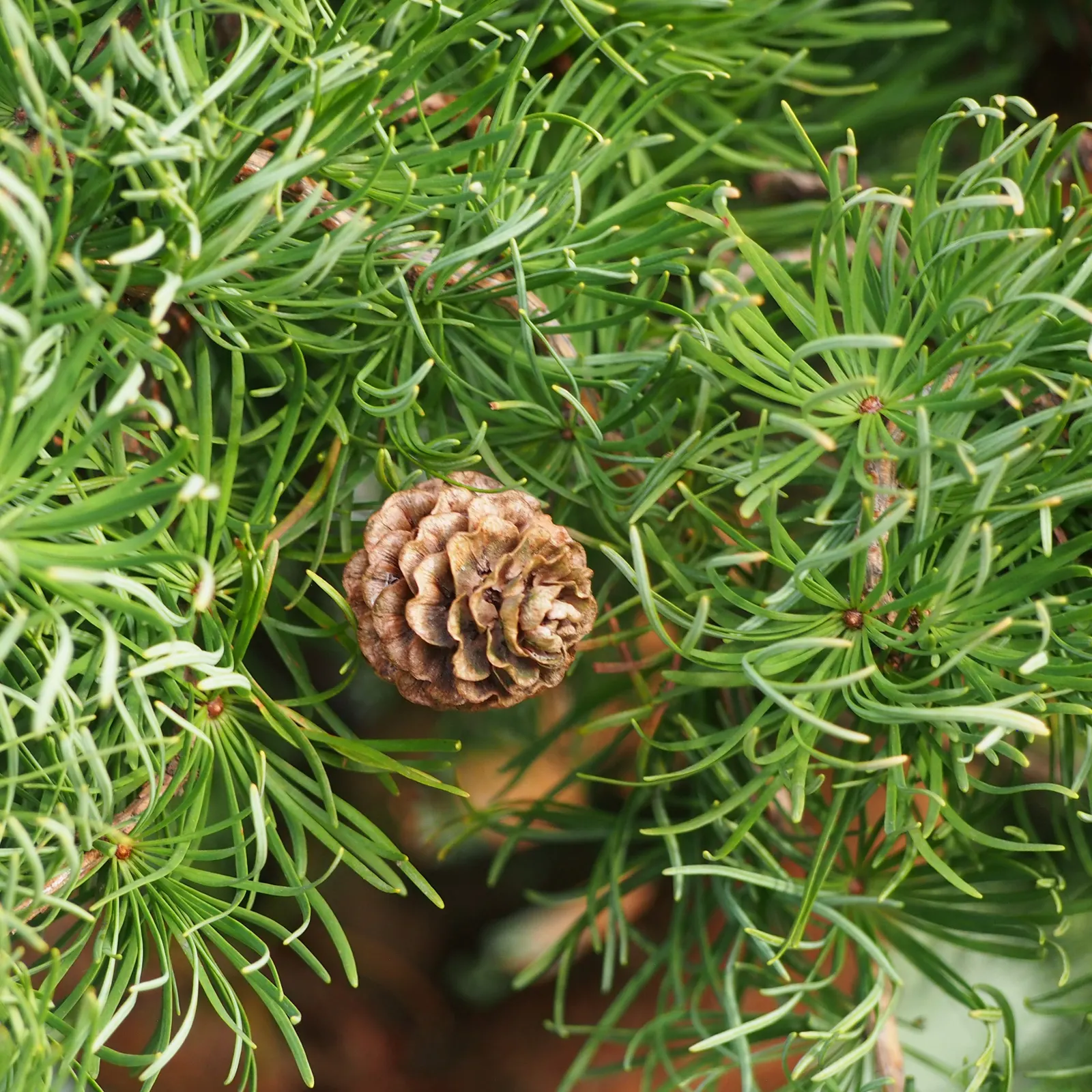 Japanese Larch (Larix Kaempferi) — exhibiting a moderate growth rate of around 13 to 24 inches per year.<br><br>In spring