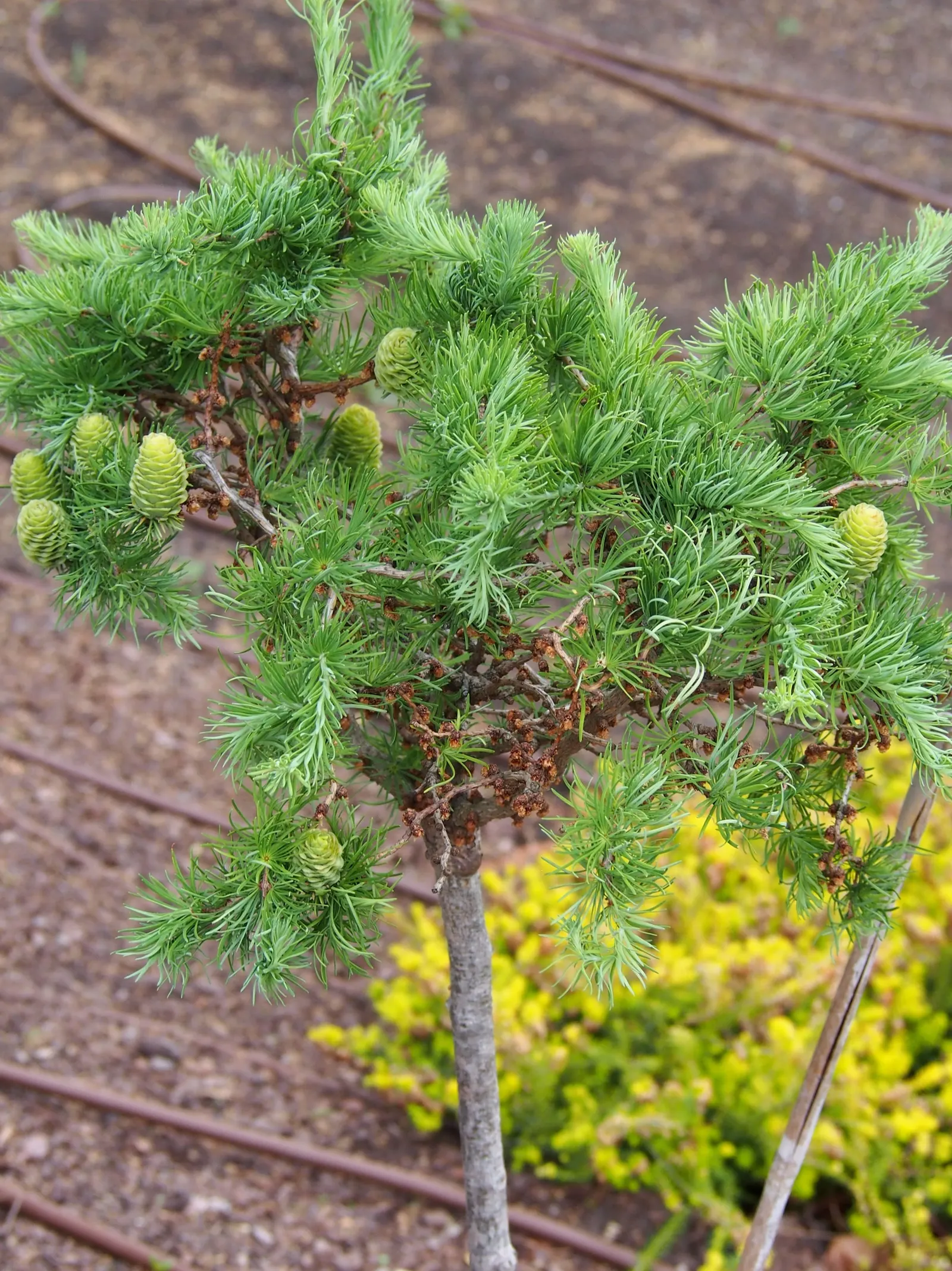 Japanese Larch (Larix Kaempferi) — Its blue-green needles turn vibrant gold before shedding in fall