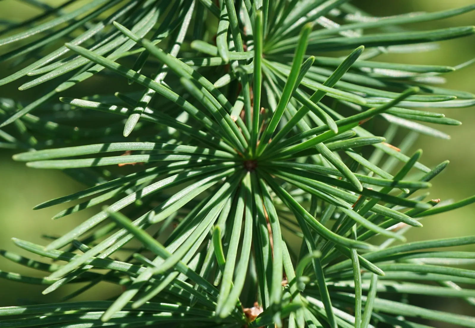 Japanese Larch (Larix Kaempferi) — take note of its ultimate height; typically reaching heights of 70 to 90 feet with a spread of about 20 to 35 feet at