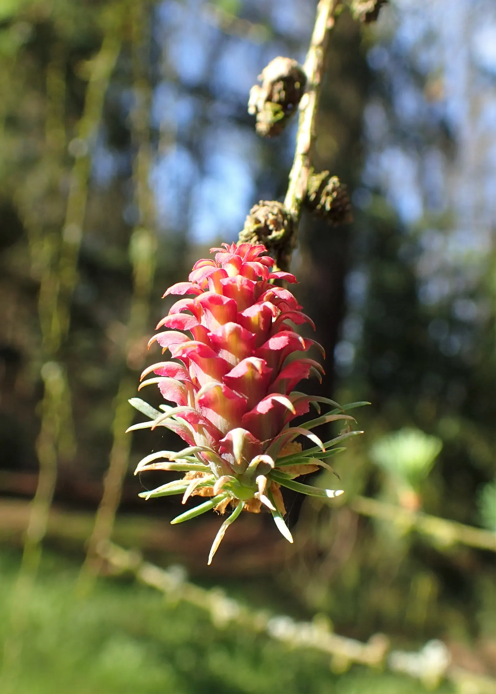 Japanese Larch (Larix Kaempferi) — the larch's foliage transforms into a vibrant golden yellow