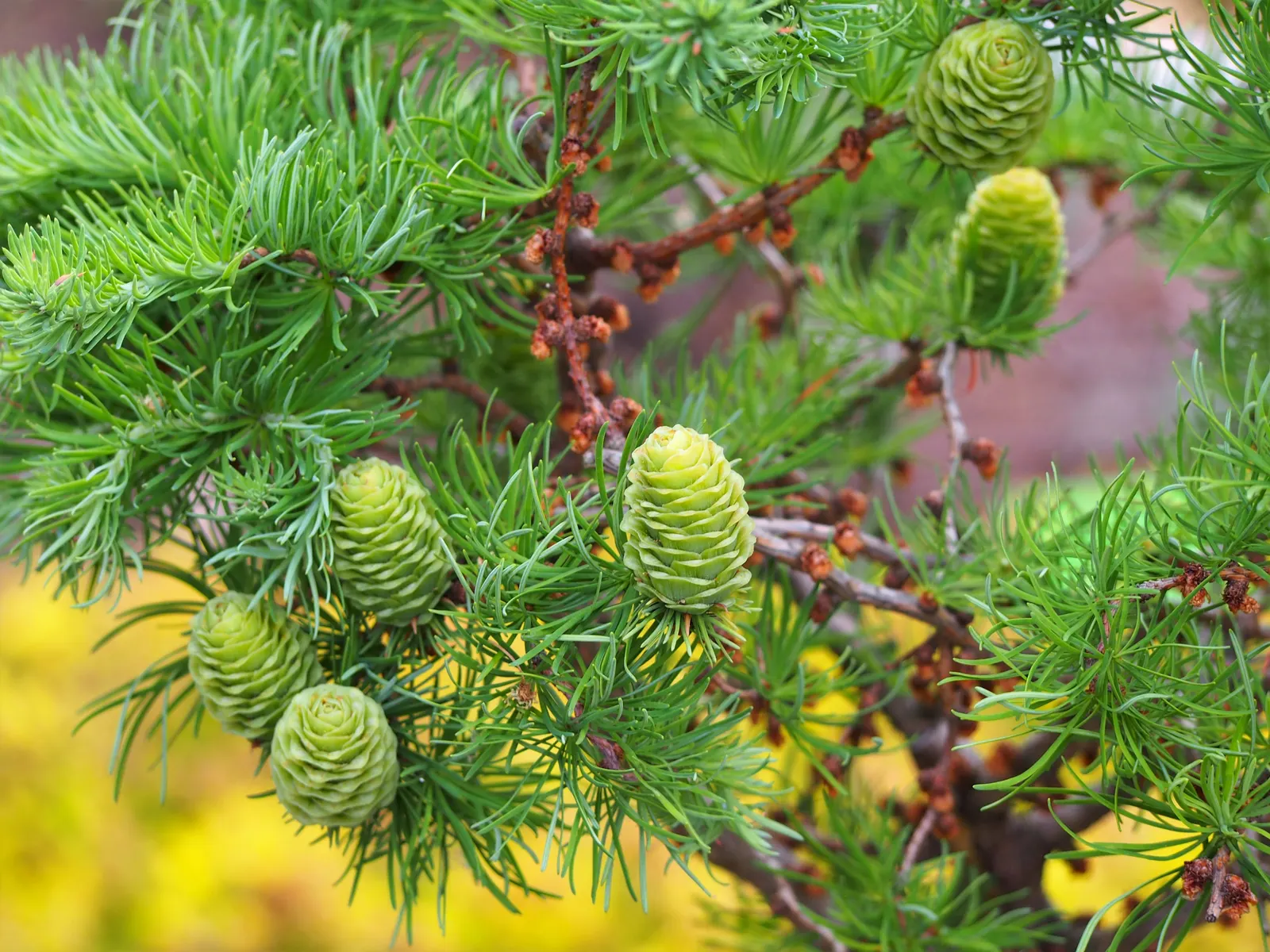 Japanese Larch (Larix Kaempferi) — Typically reaching heights of 70 to 90 feet with a spread of about 20 to 35 feet at maturity