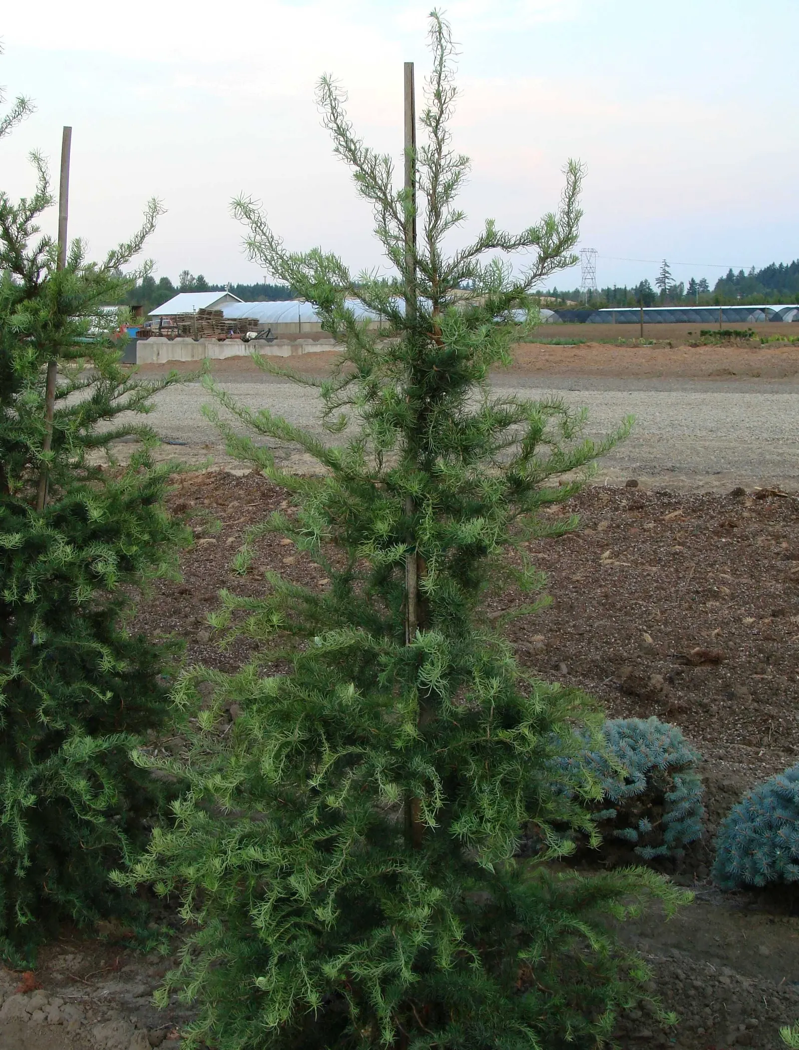 Japanese Larch (Larix Kaempferi) — the larch's foliage transforms into a vibrant golden yellow; providing a spectacular display before the needles, image 62