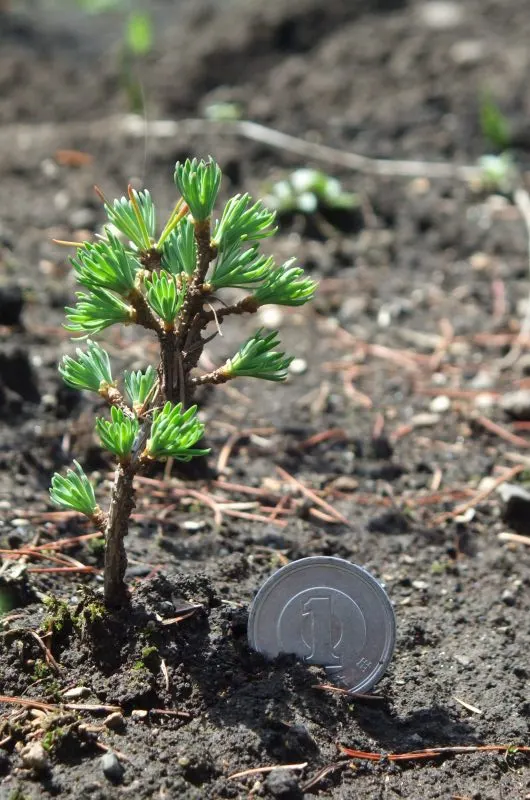 Japanese Larch (Larix Kaempferi) — Adaptable and cold-hardy, it requires full sun and well-drained soils; this impressive tree offers a pleasing, image 51