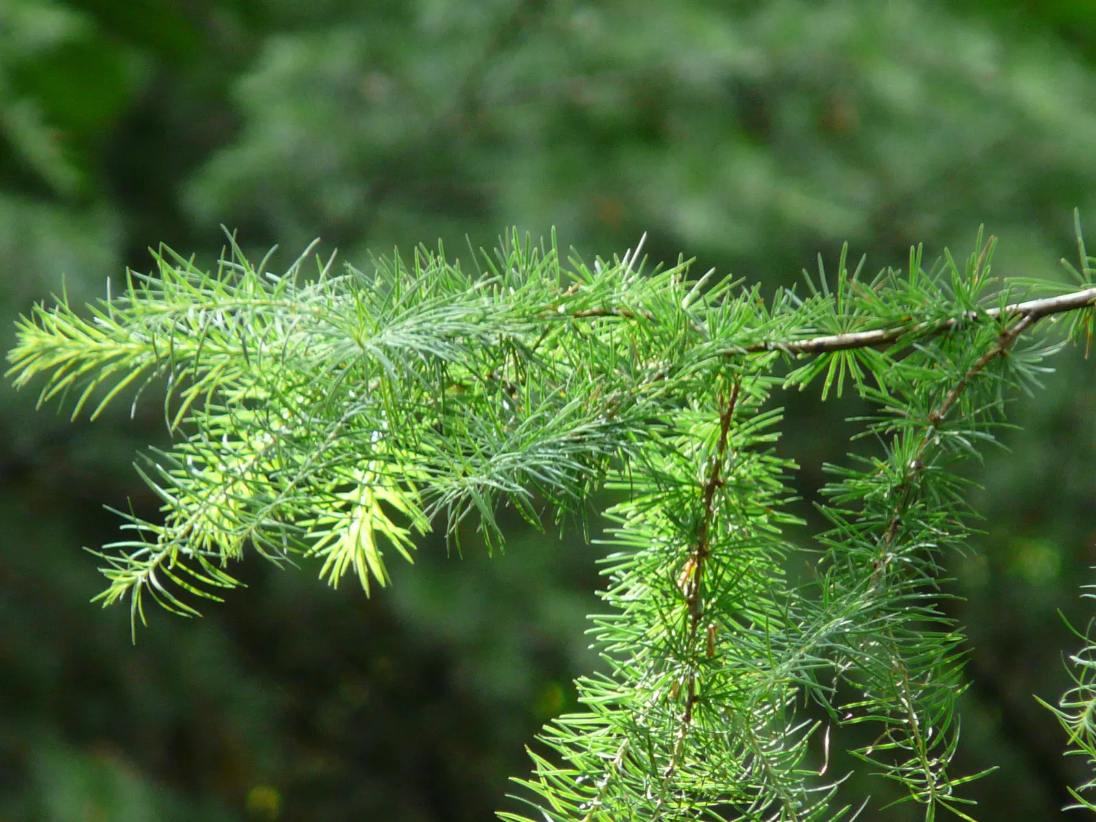 Japanese Larch (Larix Kaempferi) — Hardy in USDA zones 4 through 7; coupled with its dynamic year-round appeal, image 56