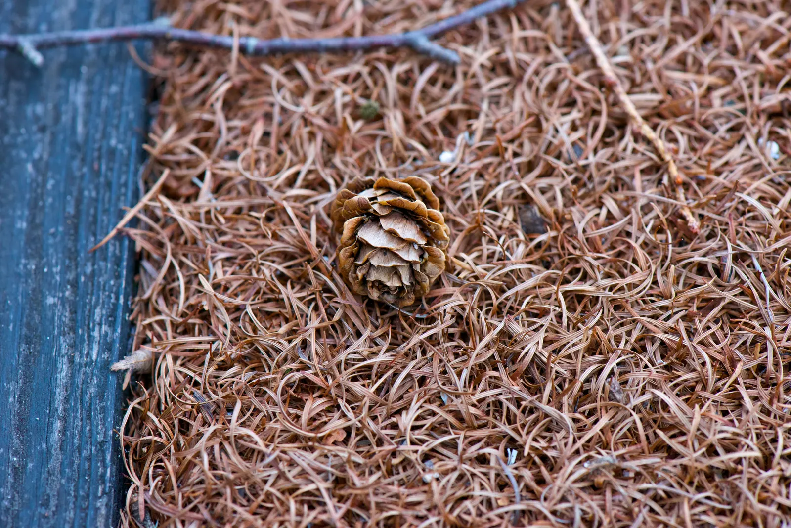 Japanese Larch (Larix Kaempferi) — feathery texture that contrasts beautifully against the robust; reaching heights of 70-90 ft, image 60