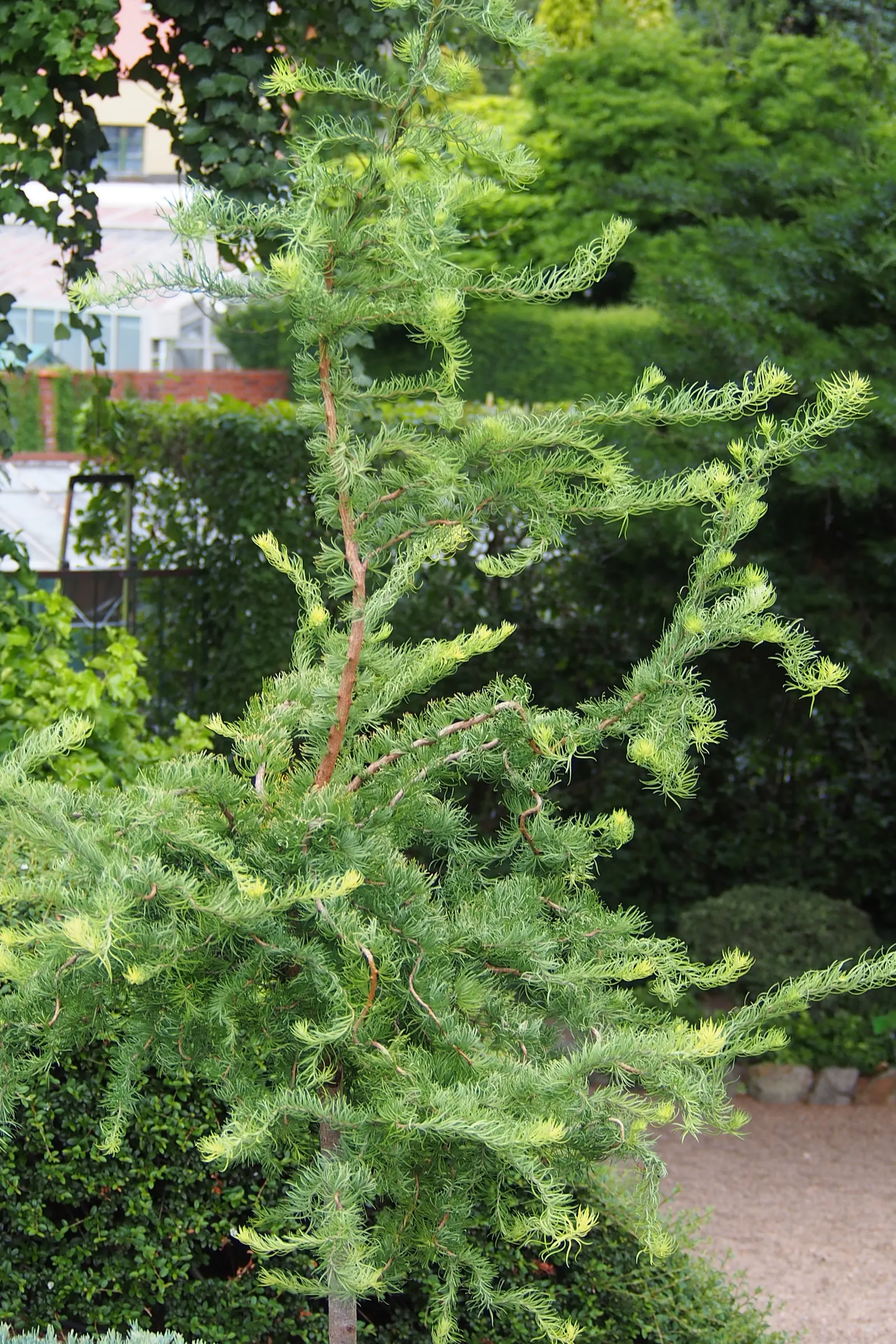 Japanese Larch (Larix Kaempferi) — makes it an exceptional choice for landscape designs aiming for both visual impact and seasonal variety