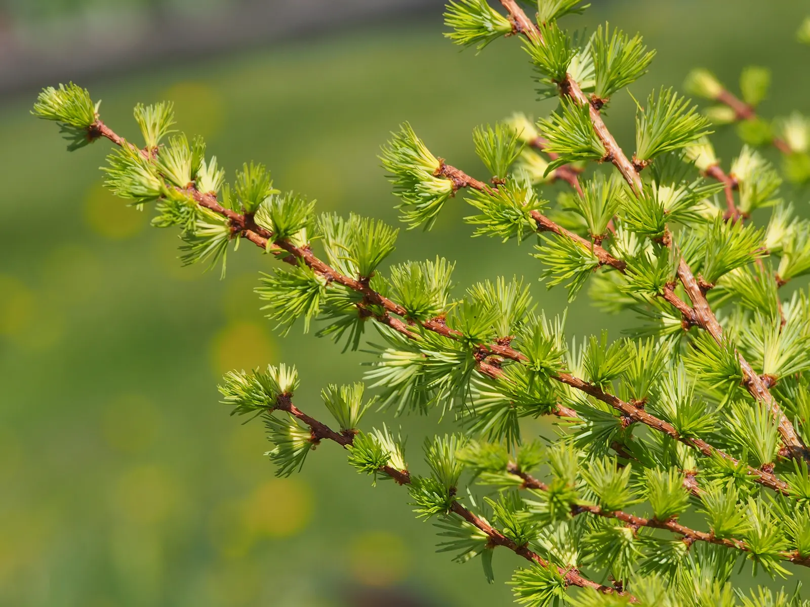 Japanese Larch (Larix Kaempferi) — providing a spectacular display before the needles are shed for the winter; japanese Larch (Larix kaempferi)