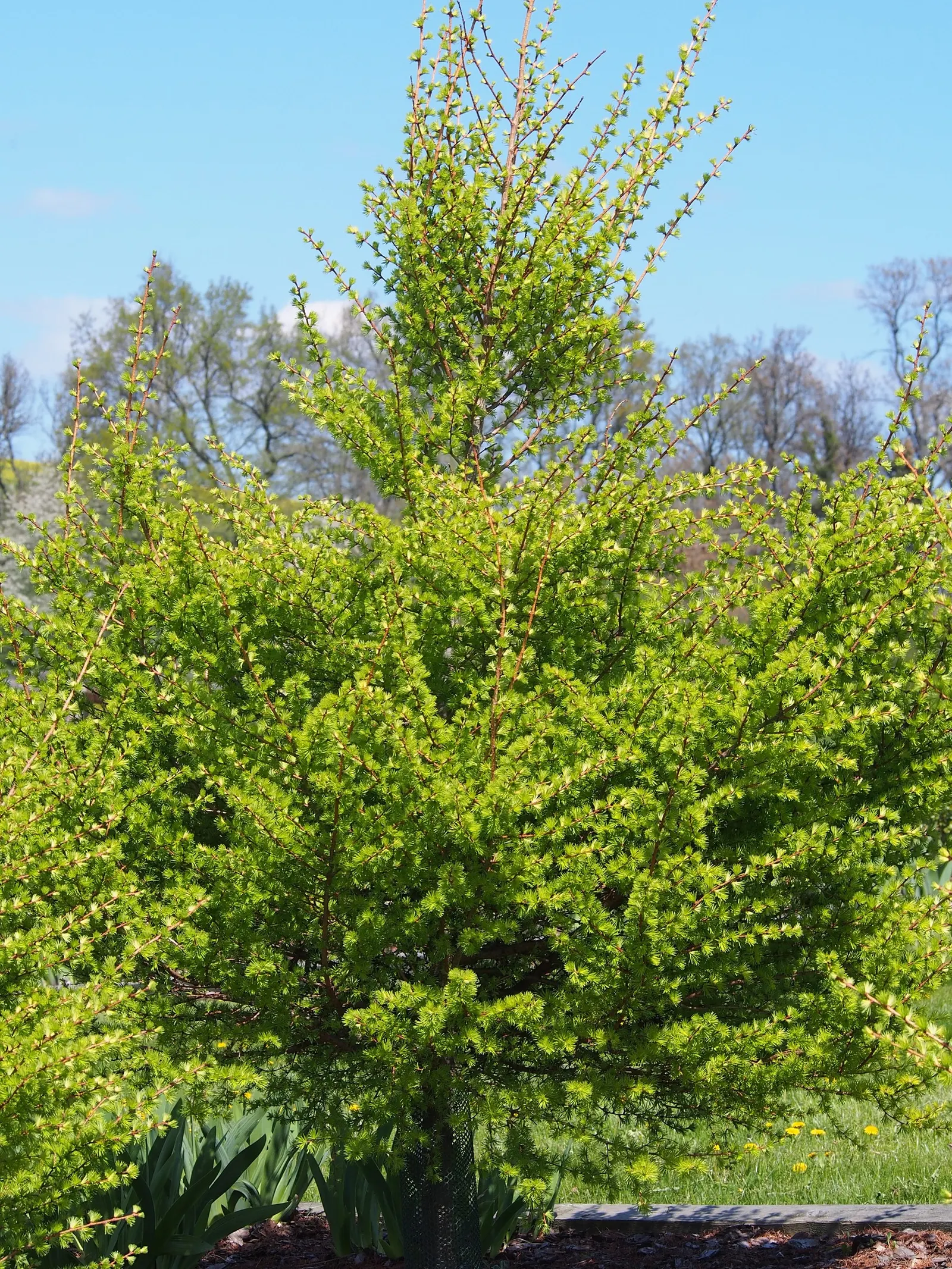 Japanese Larch (Larix Kaempferi) — It is also essential to consider its sun exposure and soil requirements for optimal health and growth, image 65