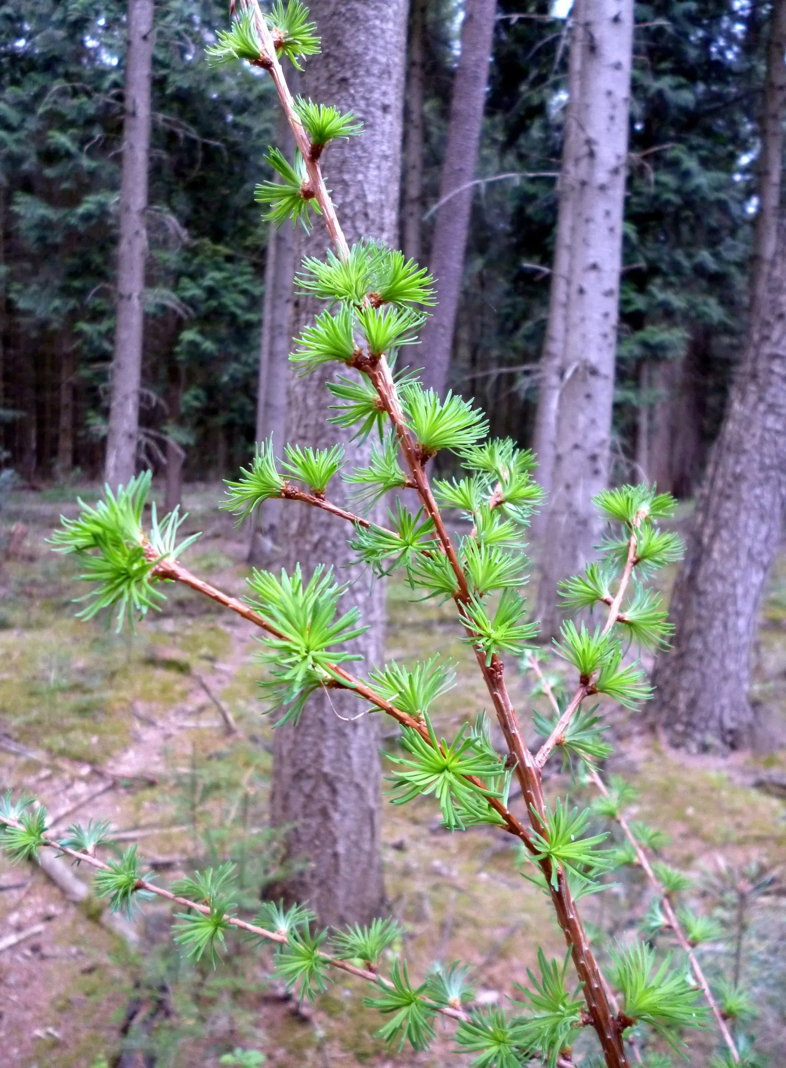 Japanese Larch (Larix Kaempferi) — The Larch's stately presence