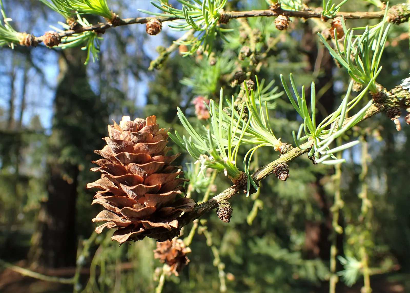 Japanese Larch (Larix Kaempferi) — Japanese Larch (Larix kaempferi)