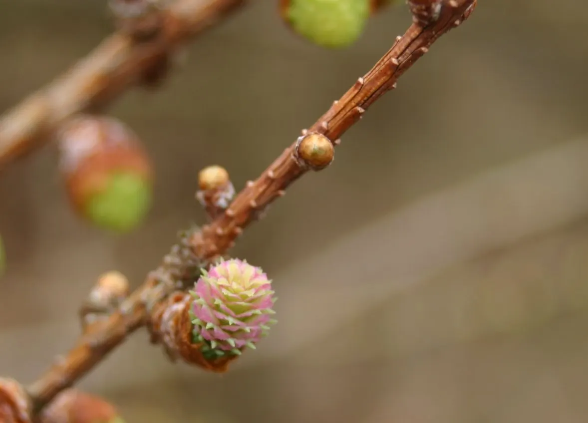 Japanese Larch (Larix Kaempferi) — this impressive tree offers a pleasing pyramidal silhouette