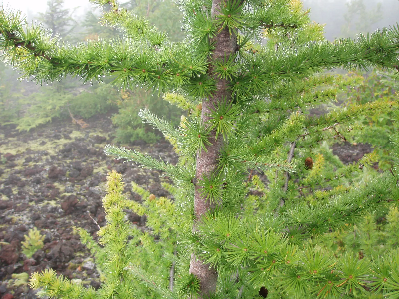 Japanese Larch (Larix Kaempferi) — bright green needles emerge; it is also essential to consider its sun exposure and soil requirements for optimal health and