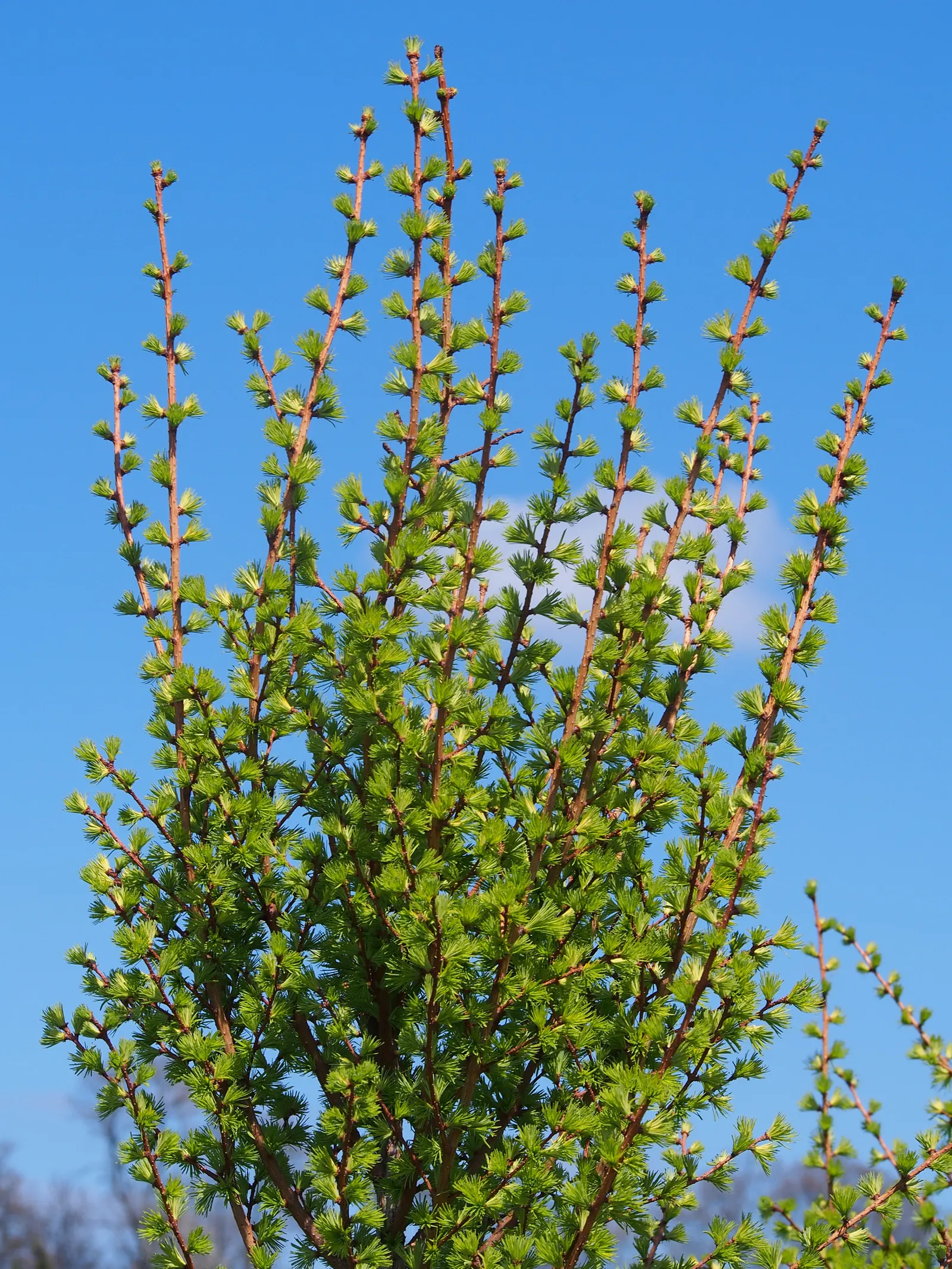 Japanese Larch (Larix Kaempferi) — exhibiting a moderate growth rate of around 13 to 24 inches per year.<br><br>In spring, image 58