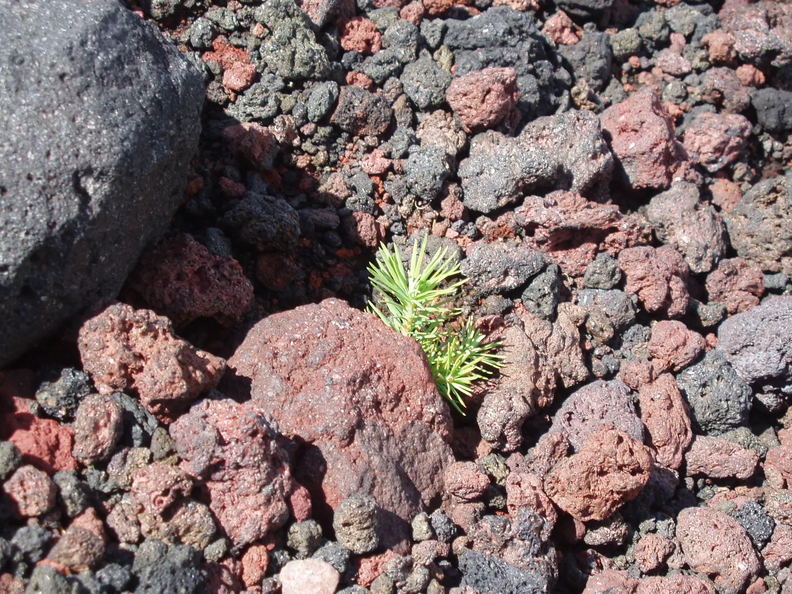 Japanese Larch (Larix Kaempferi) — The Larch's stately presence; makes it an exceptional choice for landscape designs aiming for both visual impact, image 66