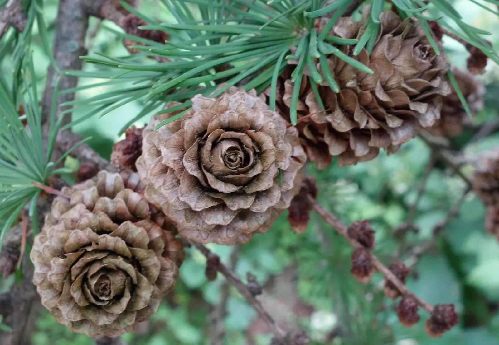 Japanese Larch (Larix Kaempferi) — reaching heights of 70-90 ft; take note of its ultimate height